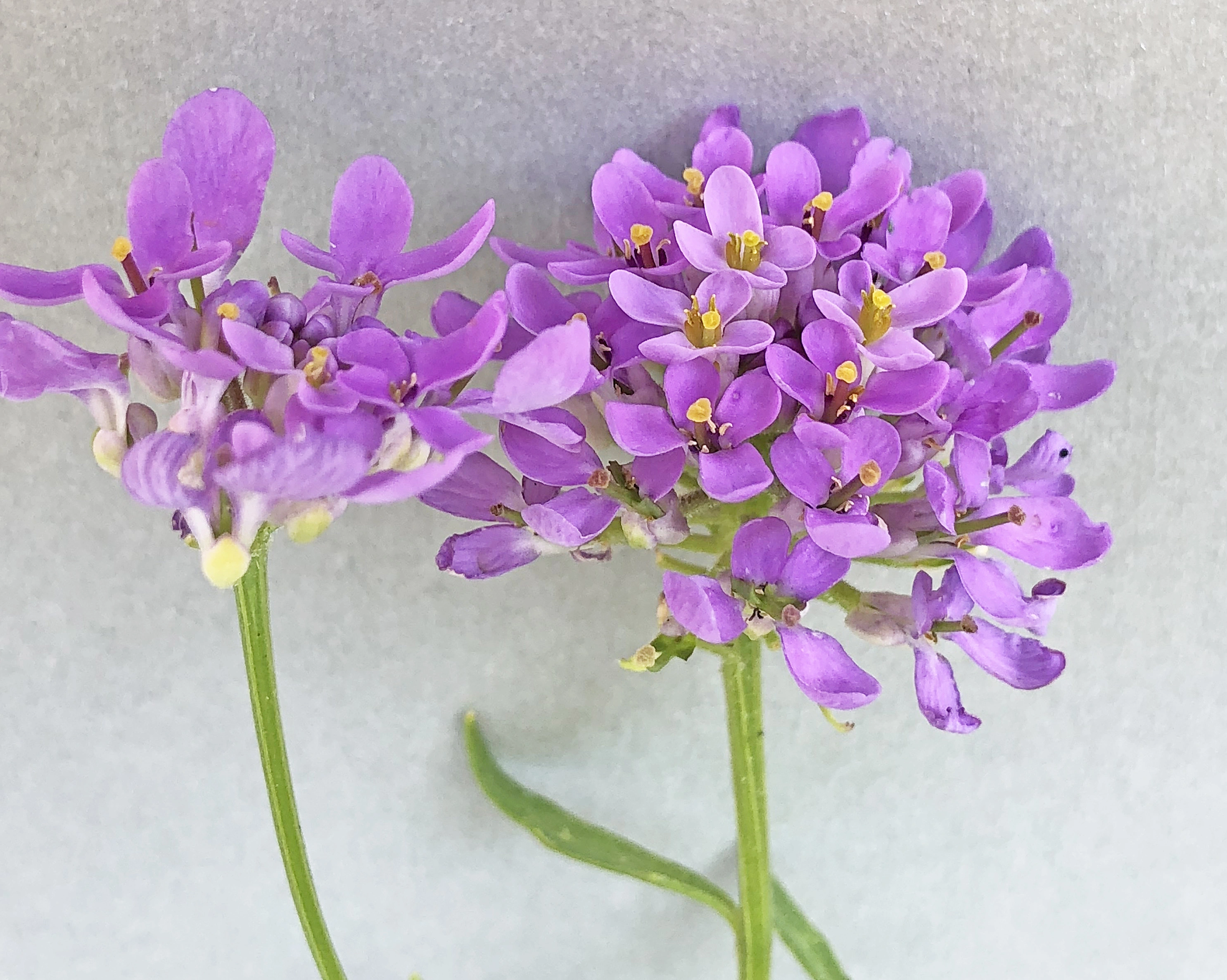 : Iberis umbellata.