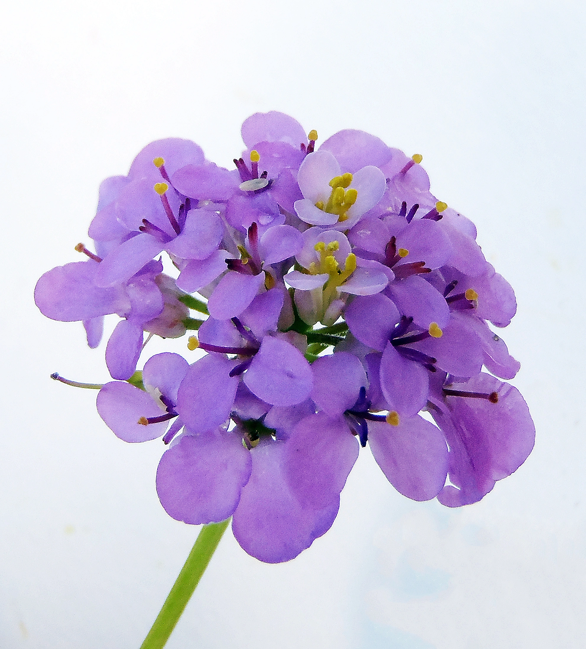 : Iberis umbellata.