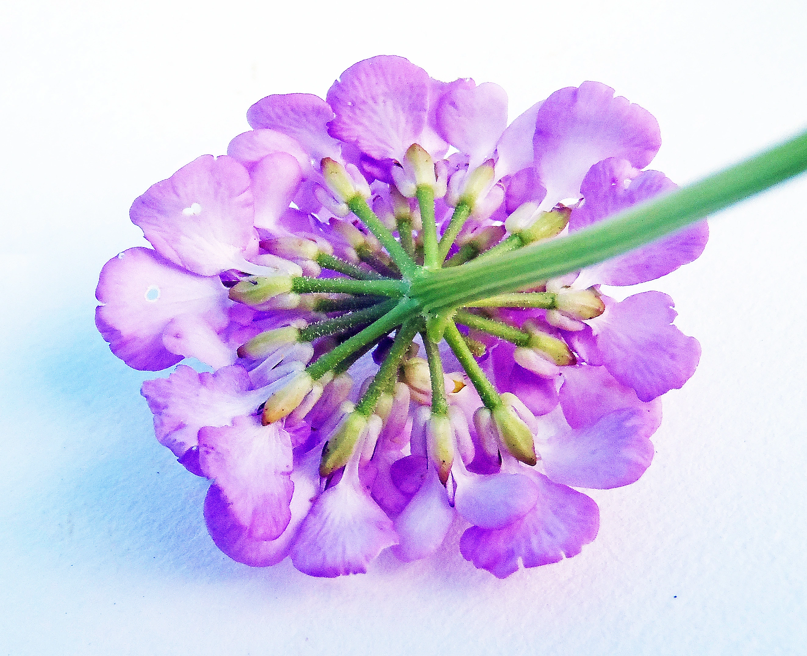 : Iberis umbellata.