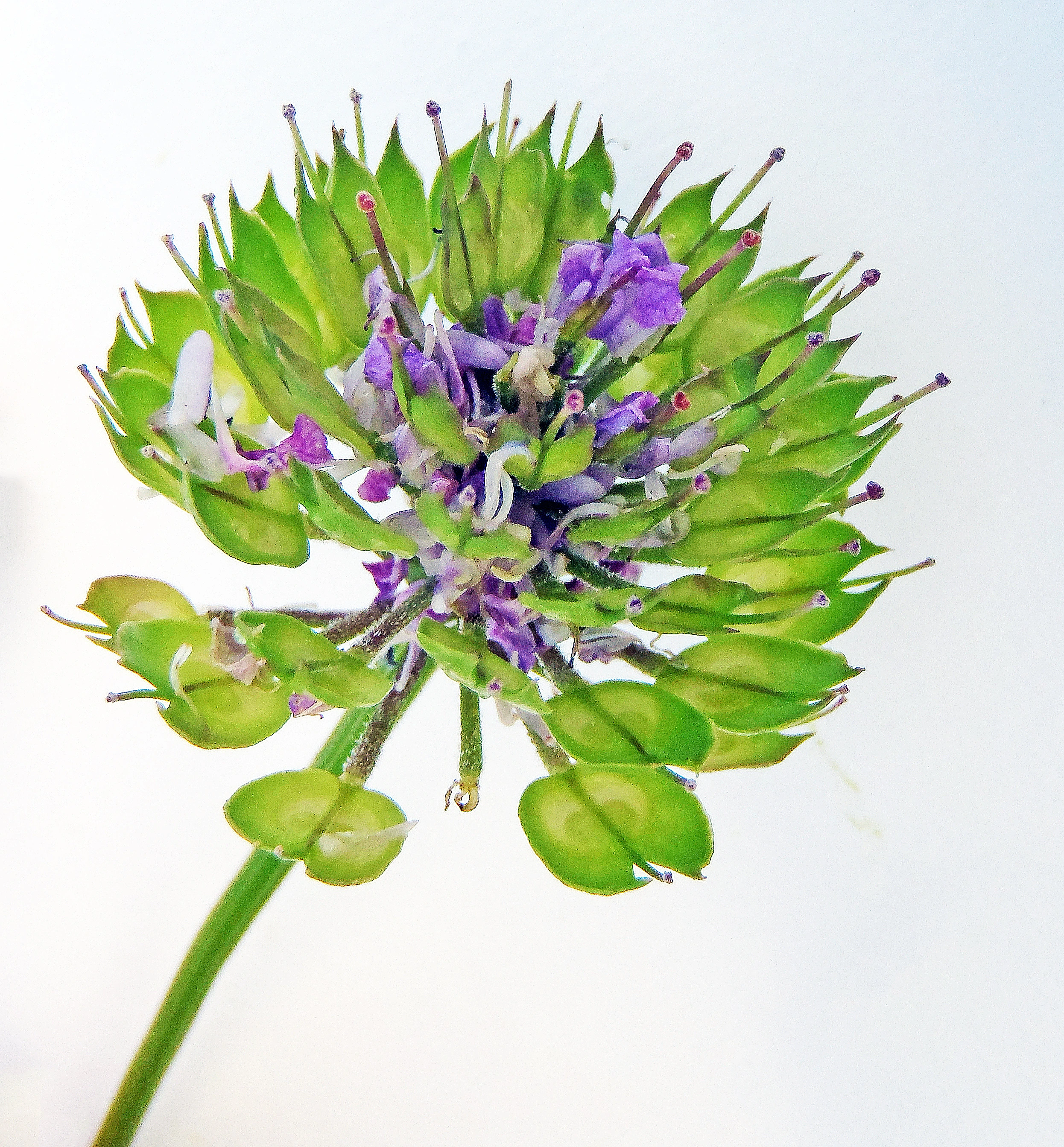 : Iberis umbellata.