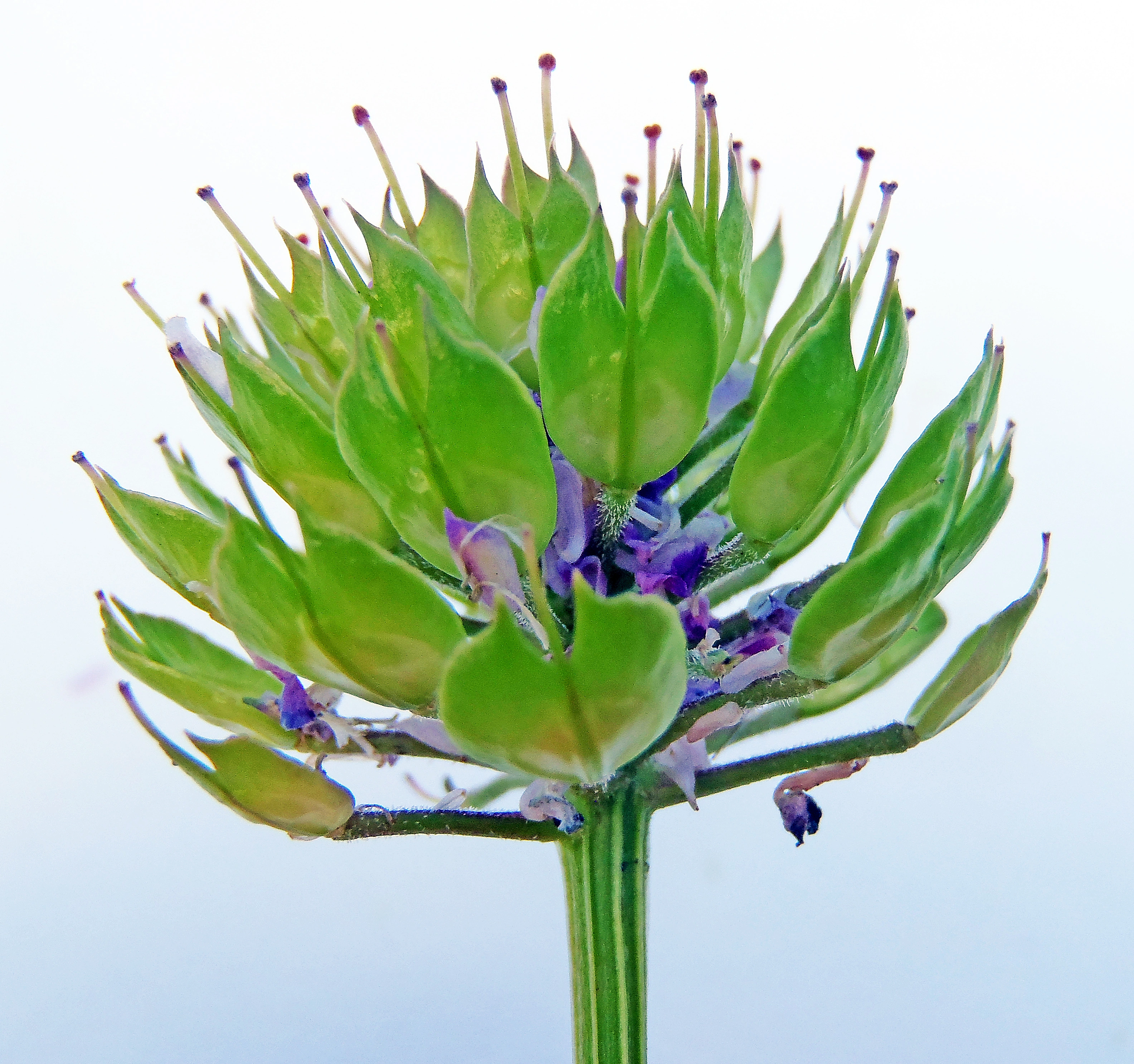 : Iberis umbellata.