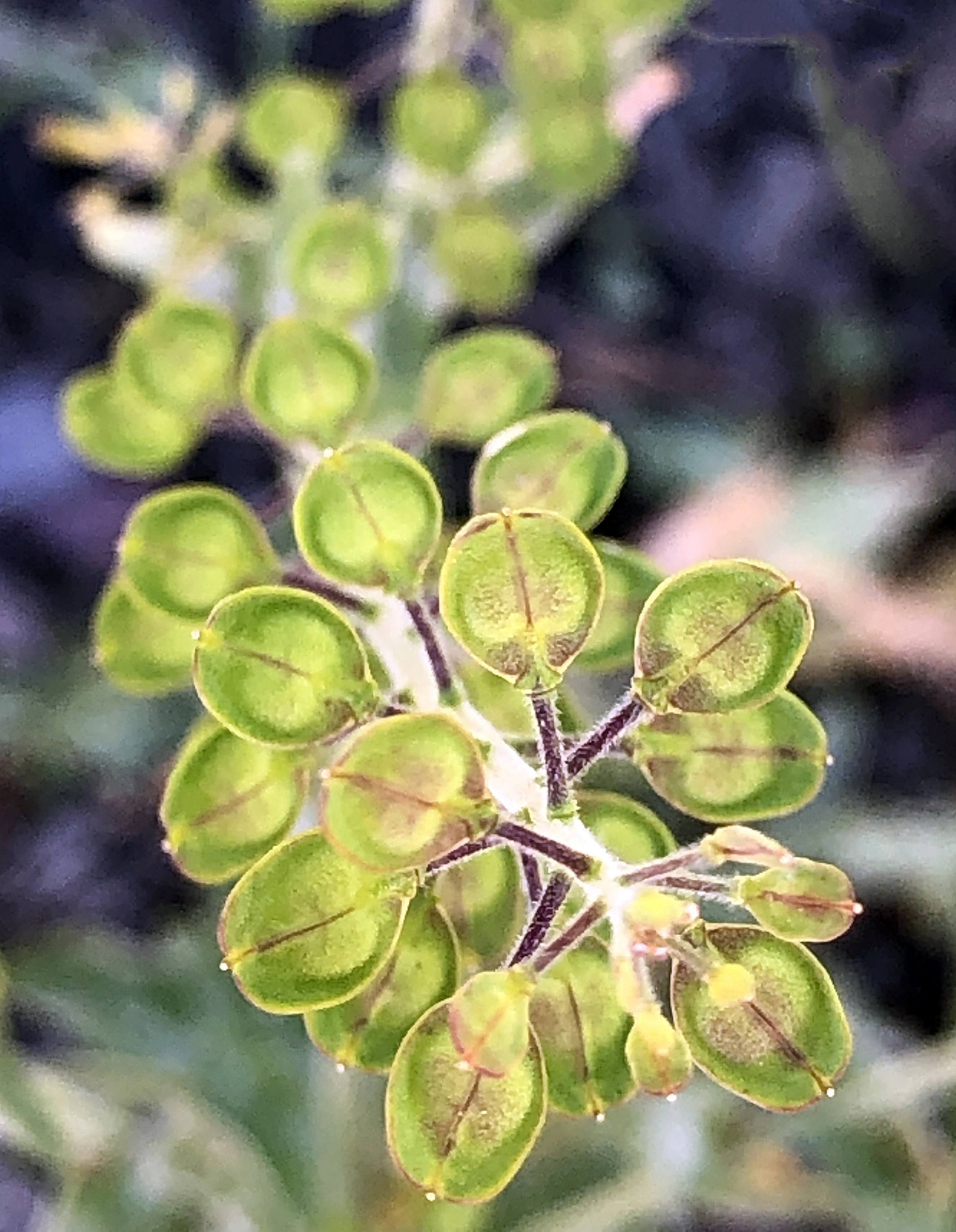 : Lepidium campestre.