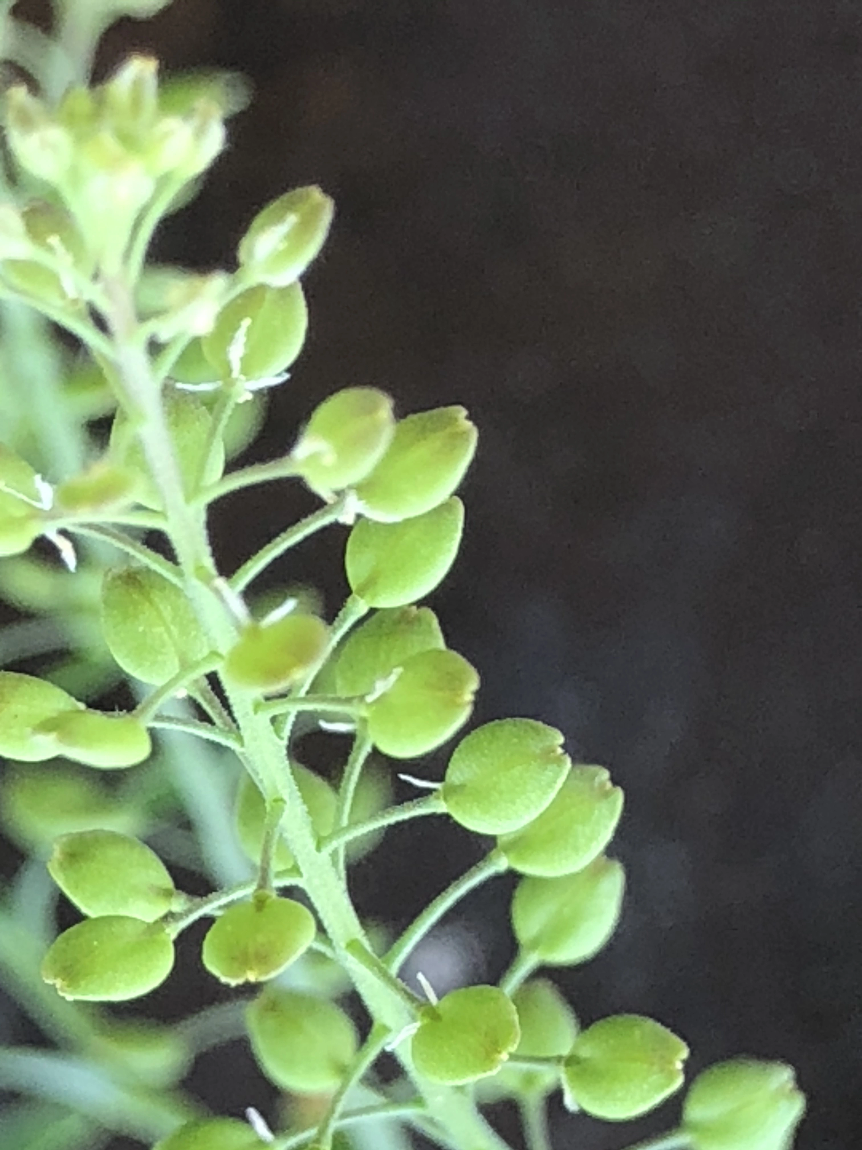 : Lepidium ruderale.