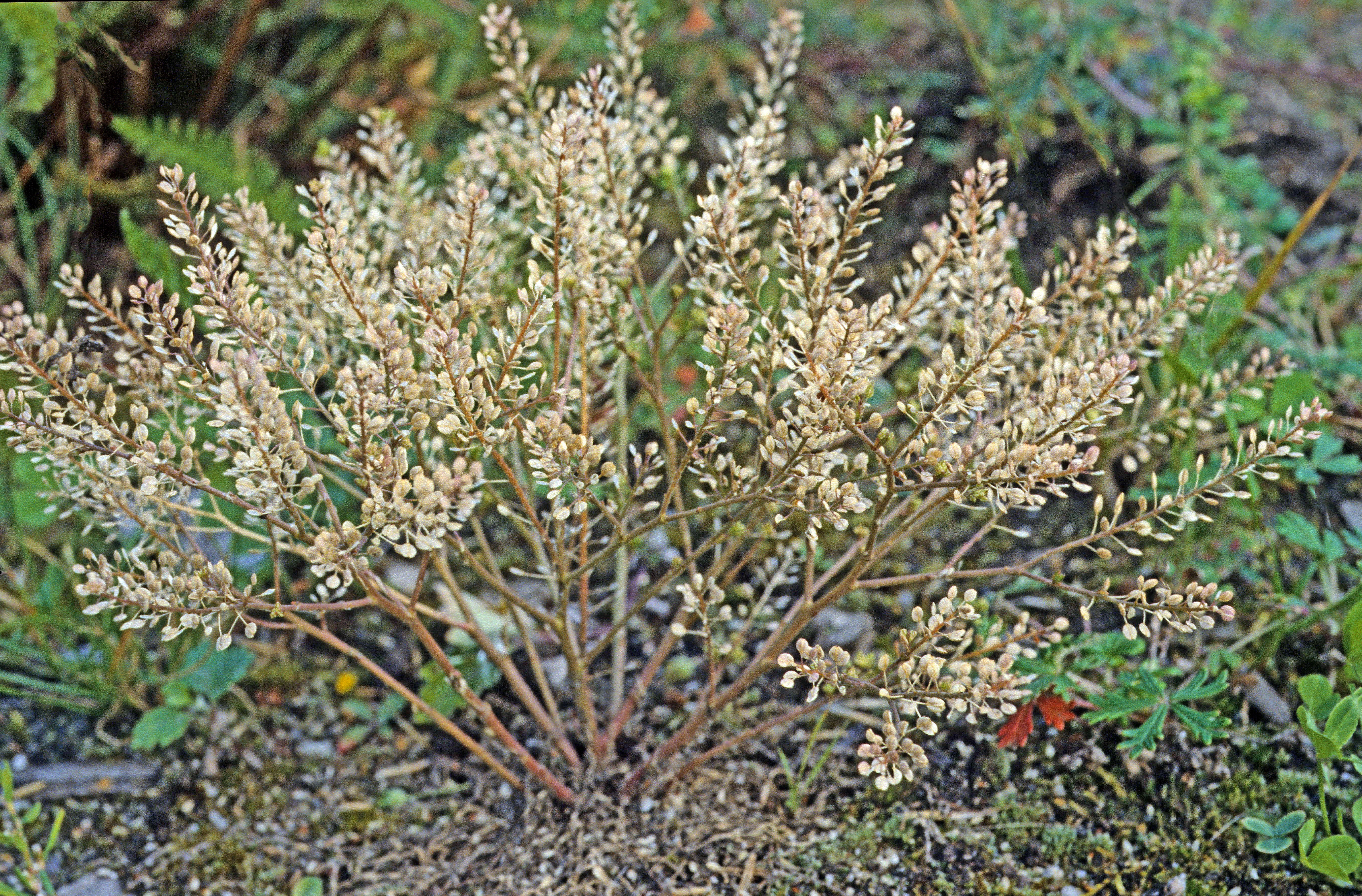 : Lepidium densiflorum.