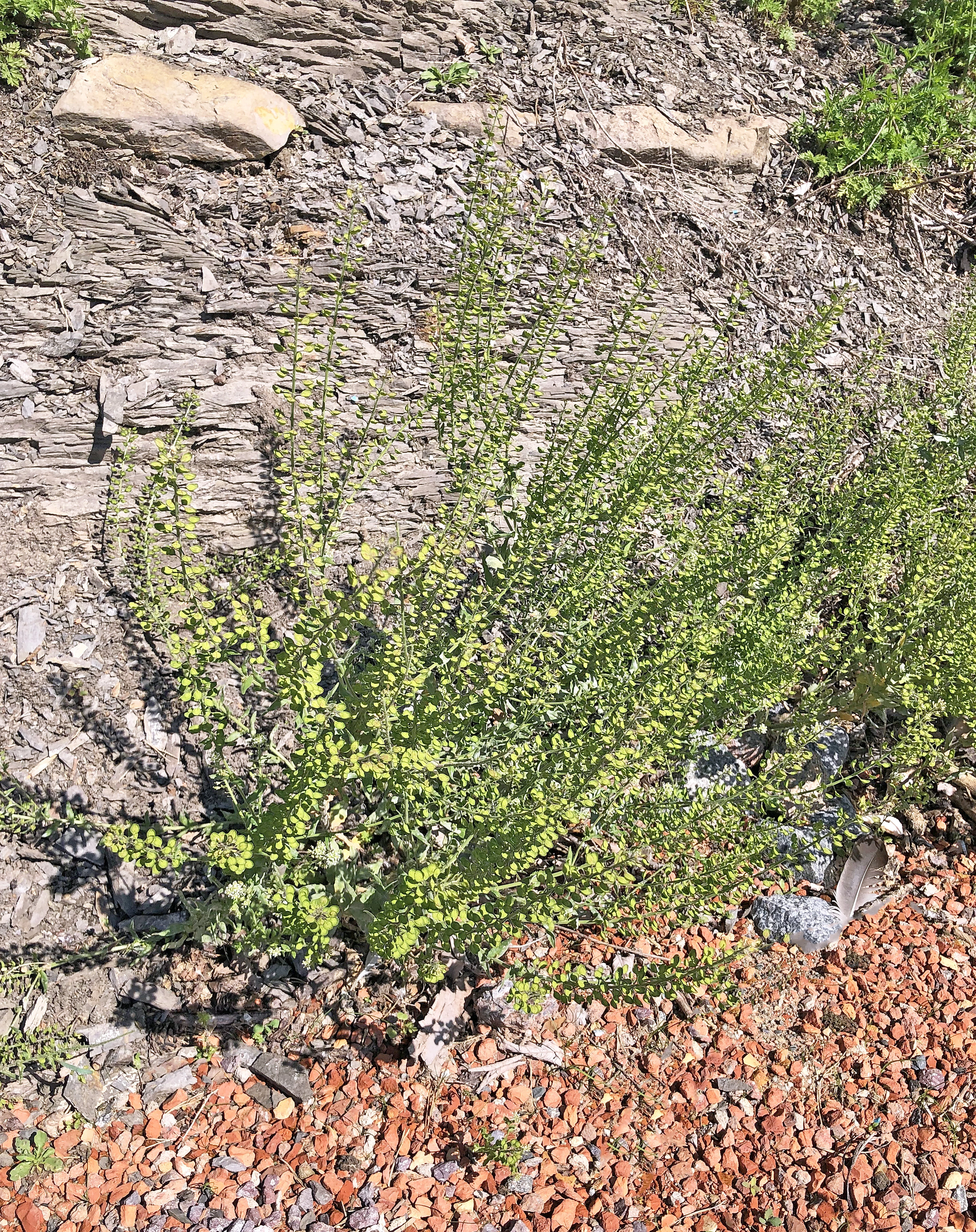 : Lepidium campestre.