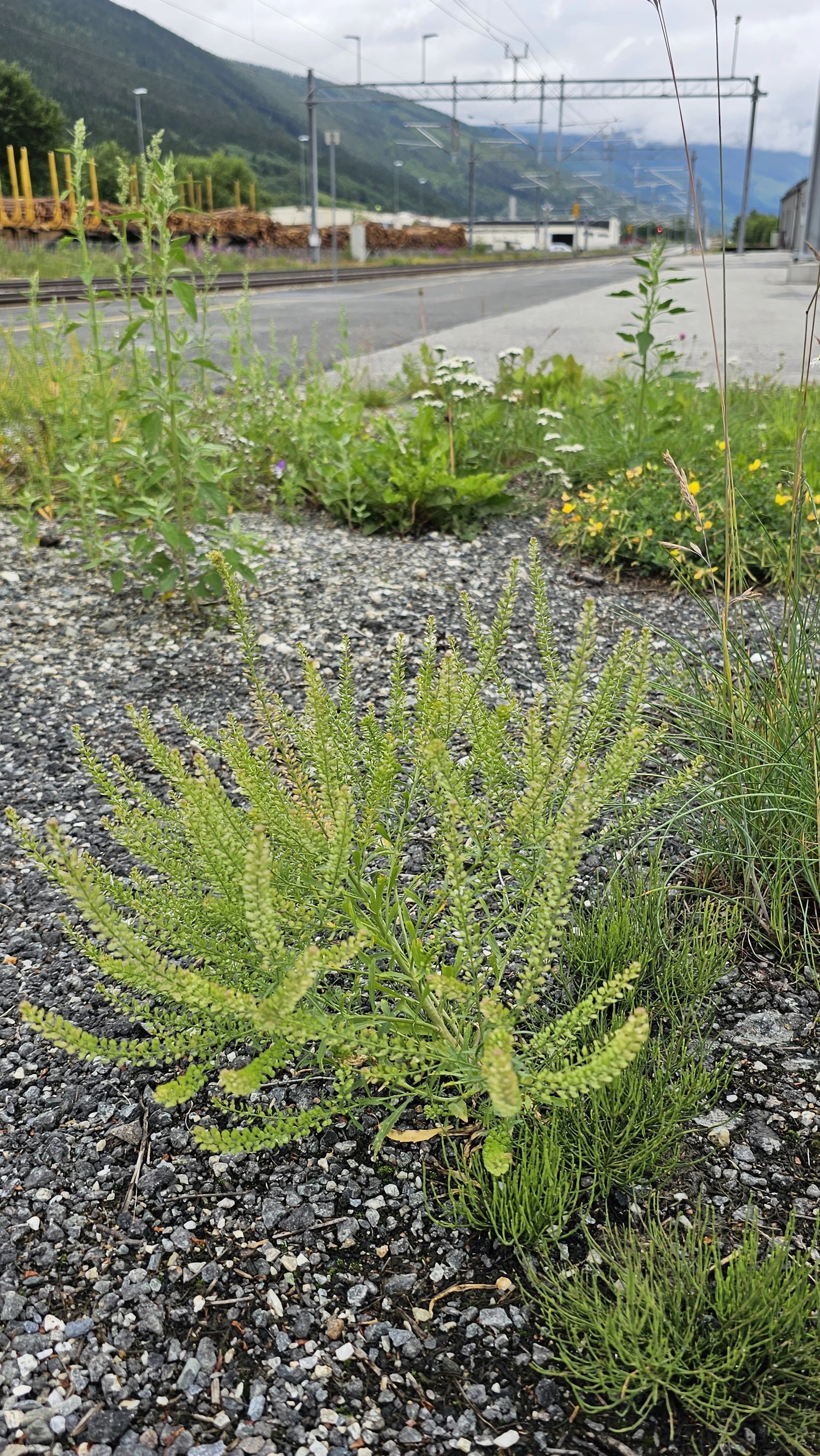 : Lepidium densiflorum.