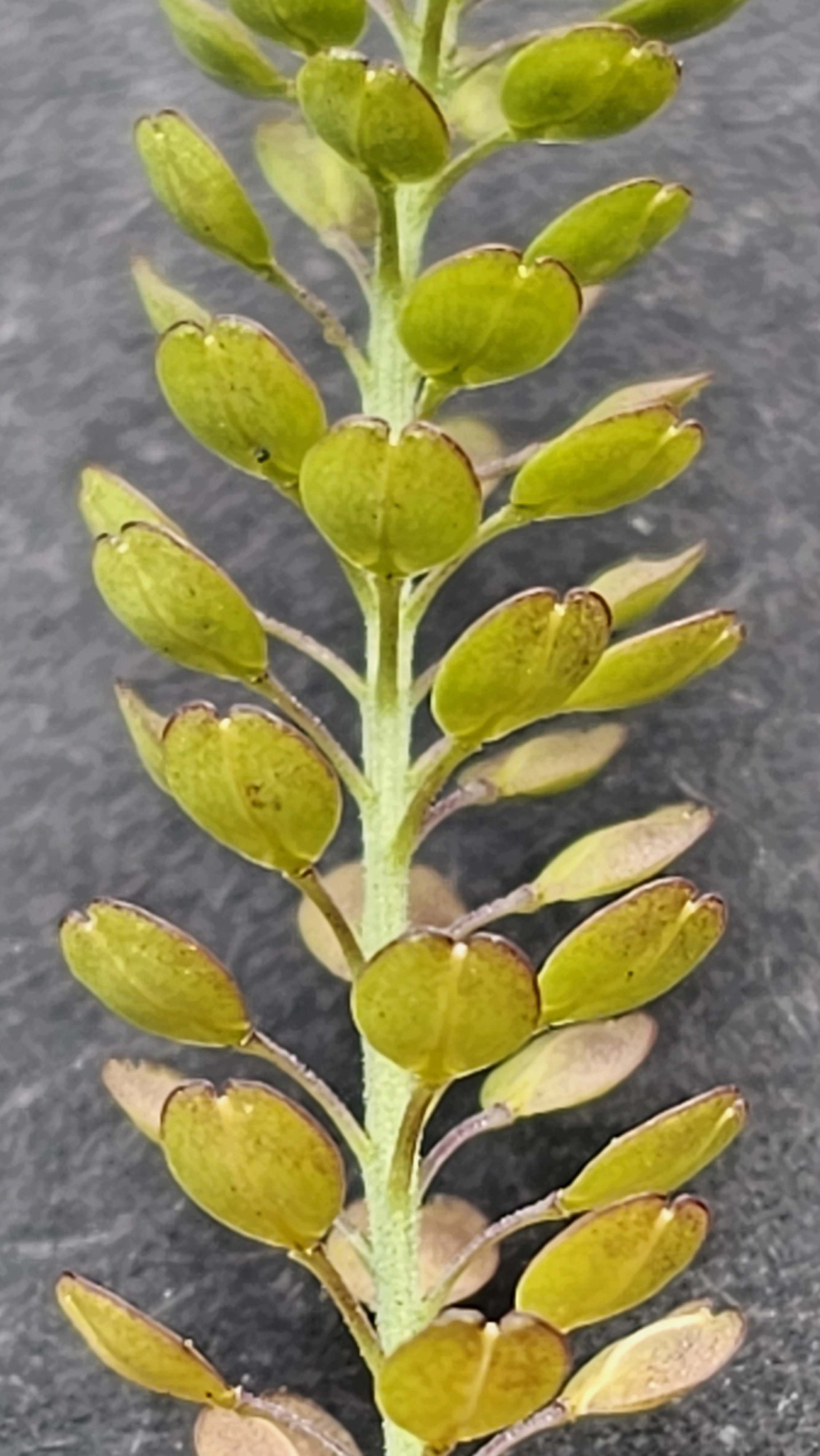 : Lepidium densiflorum.