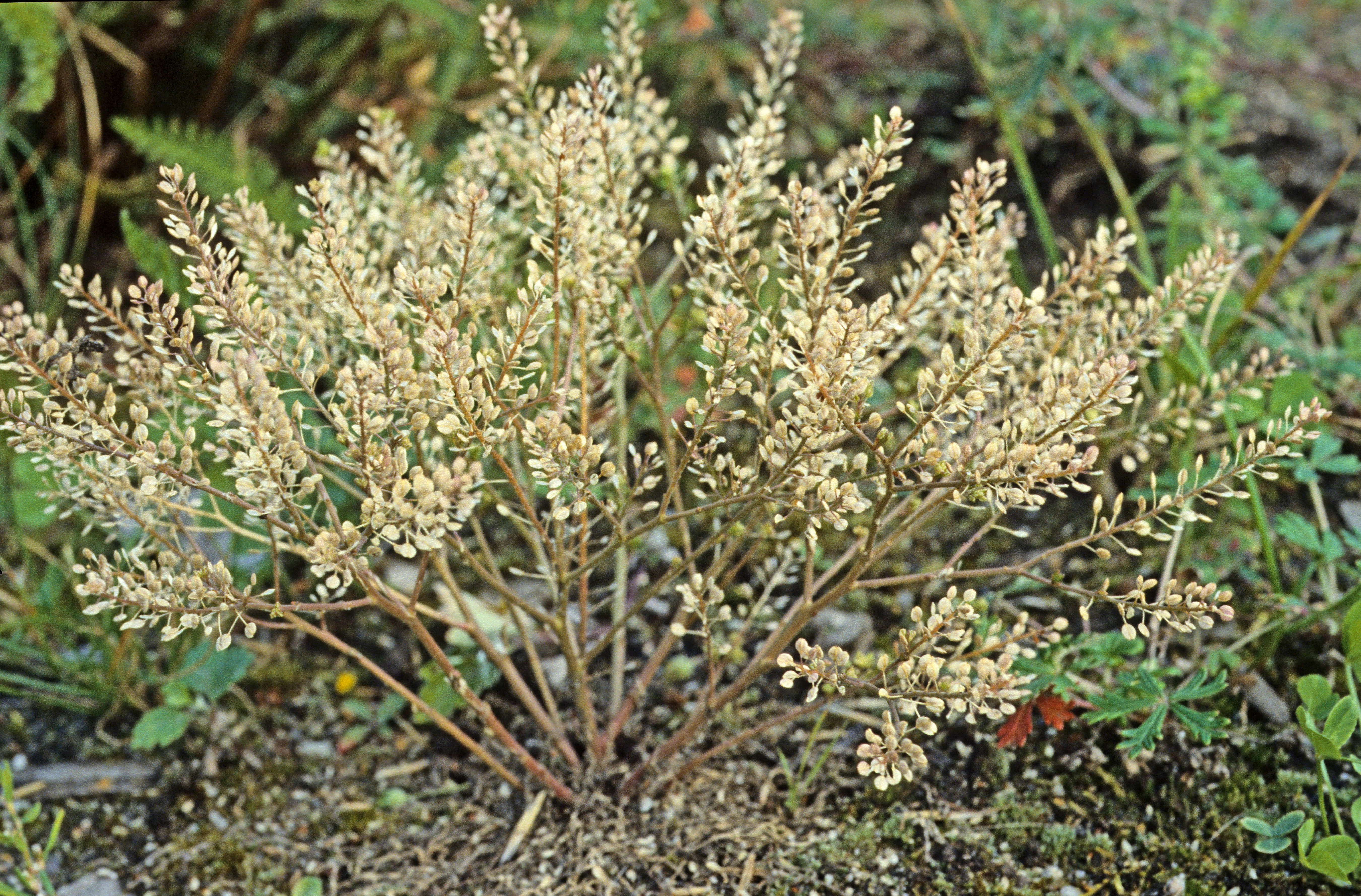 : Lepidium densiflorum.