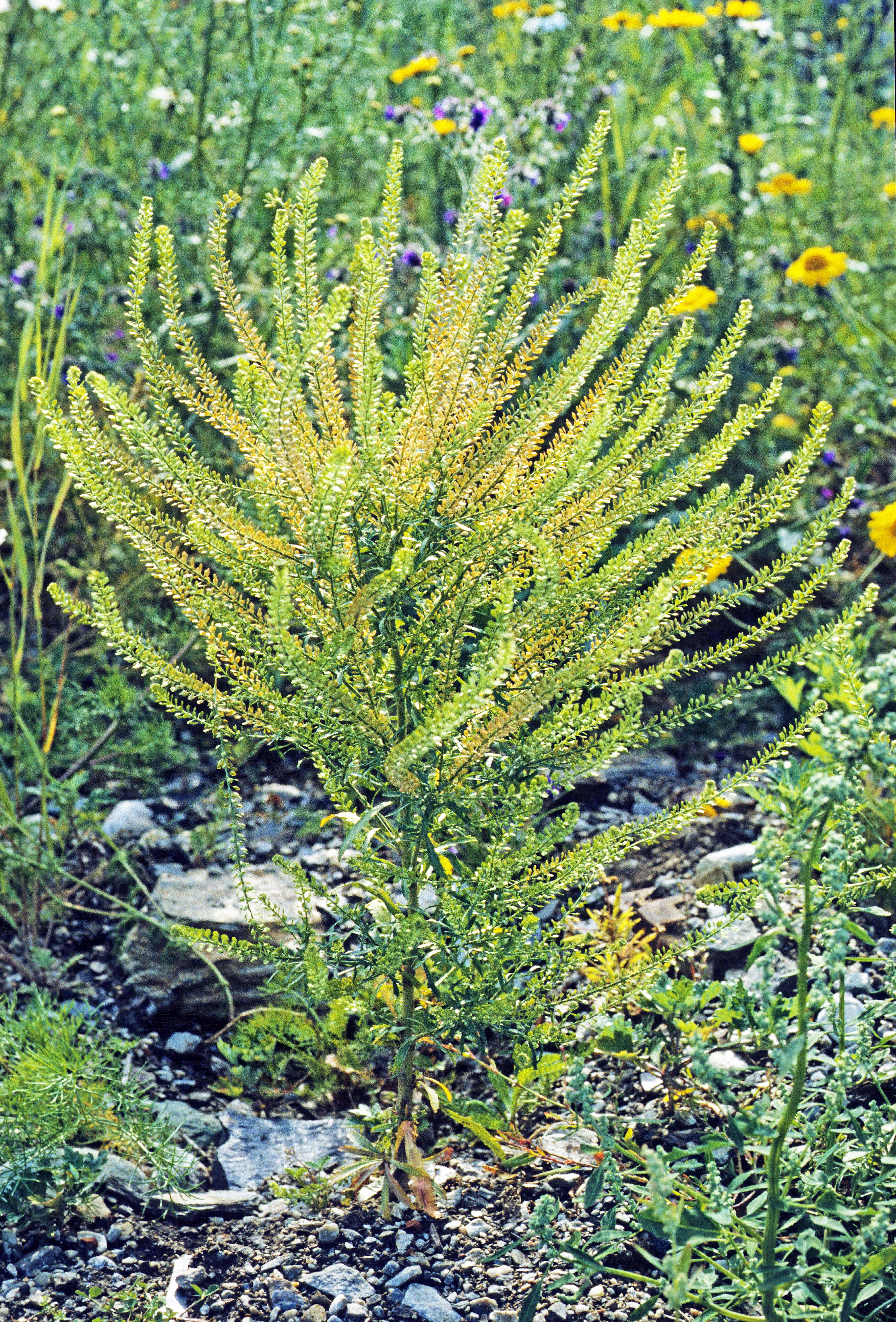 : Lepidium densiflorum.