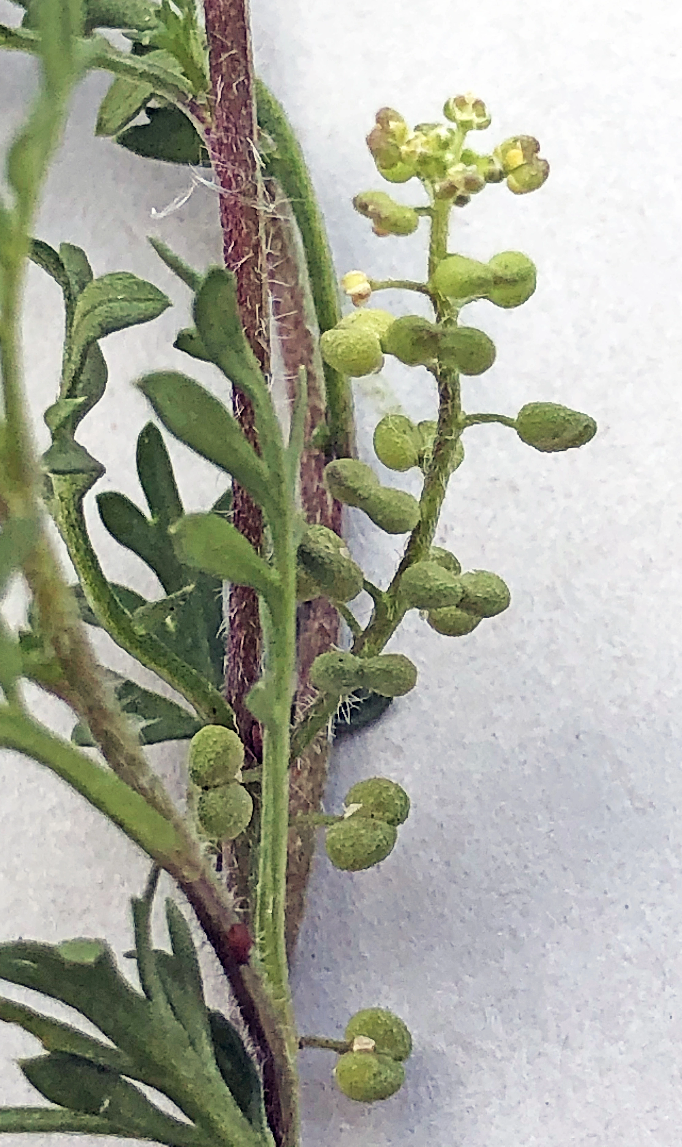 : Lepidium didymum.