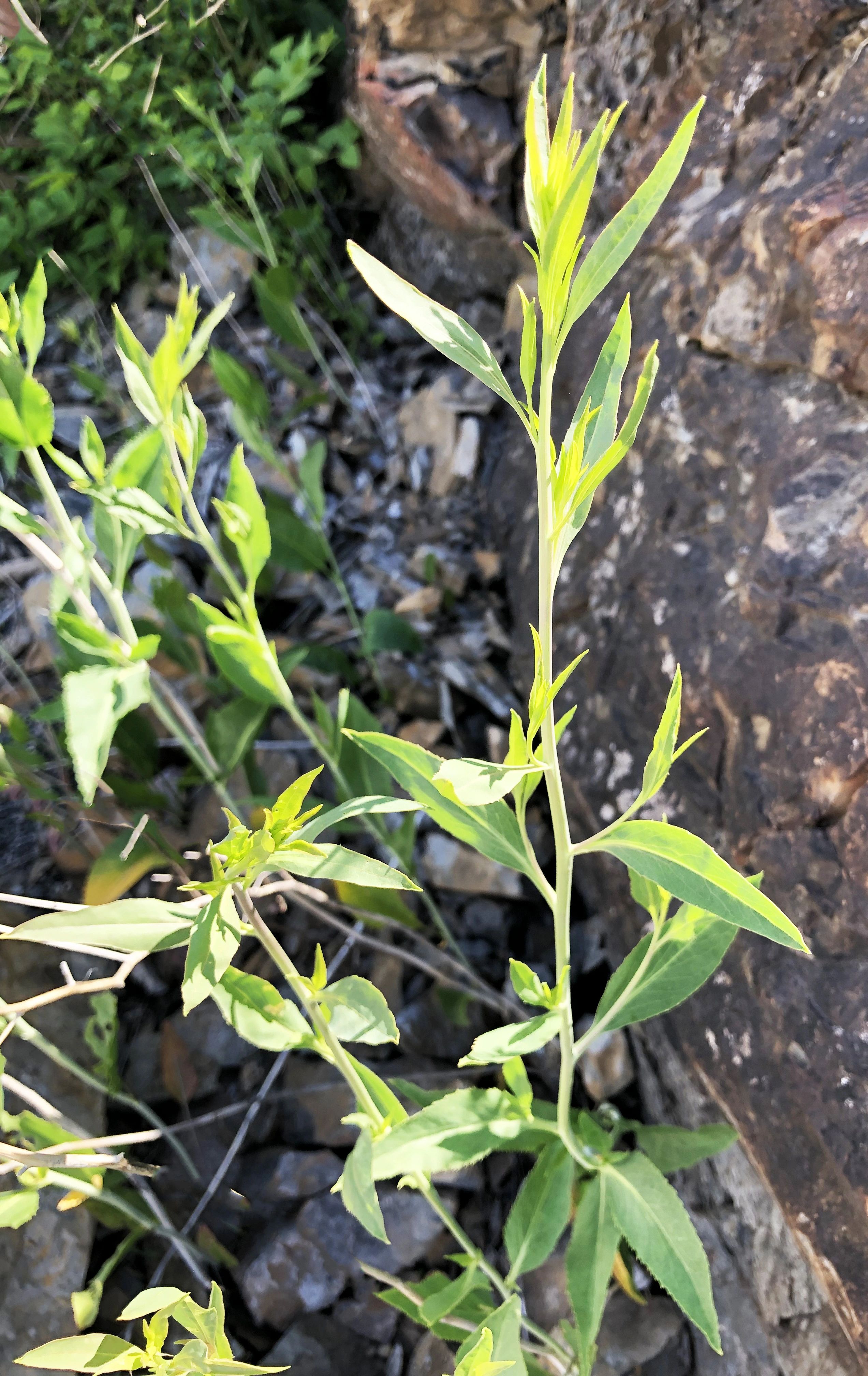 : Lepidium latifolium.