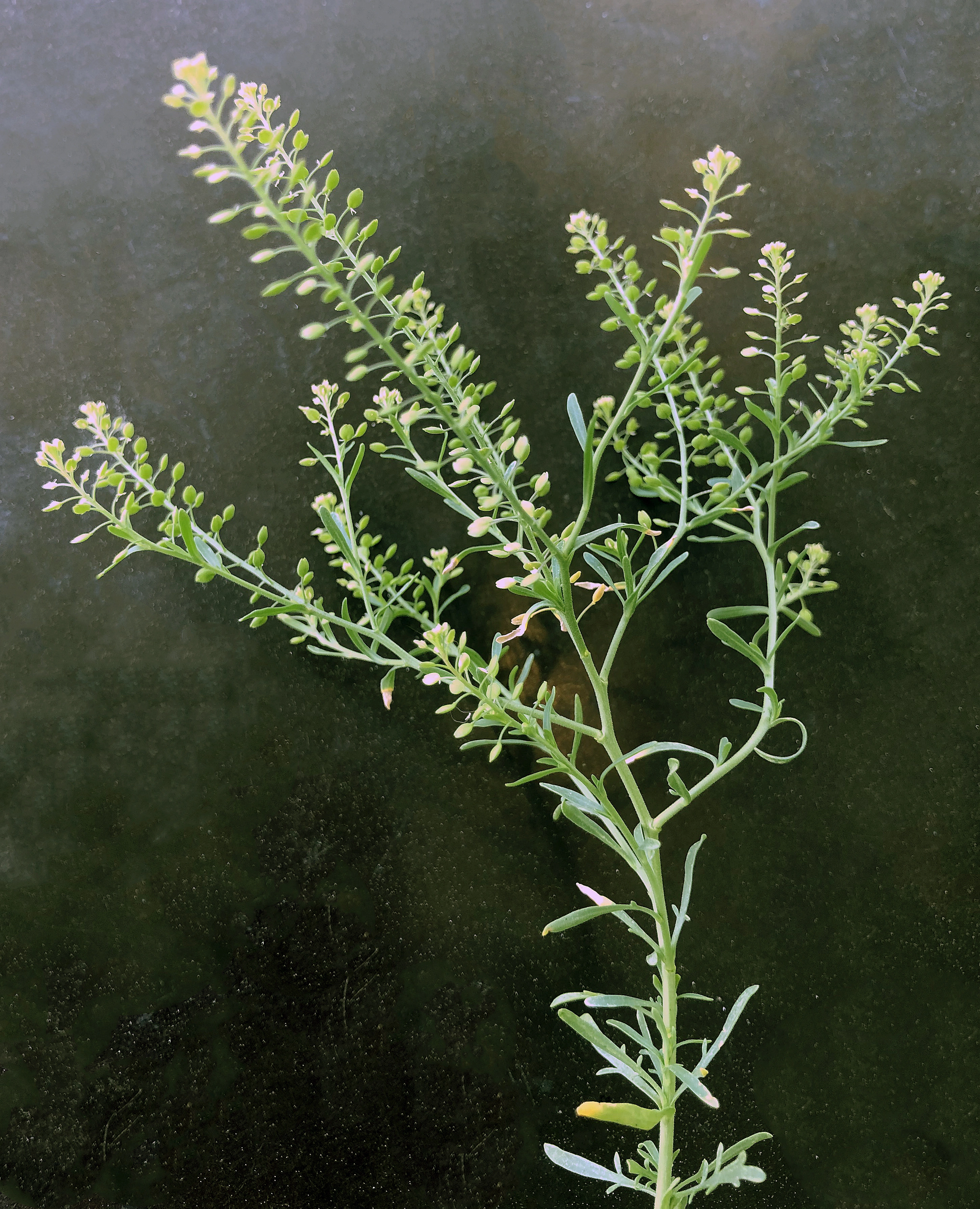 : Lepidium ruderale.