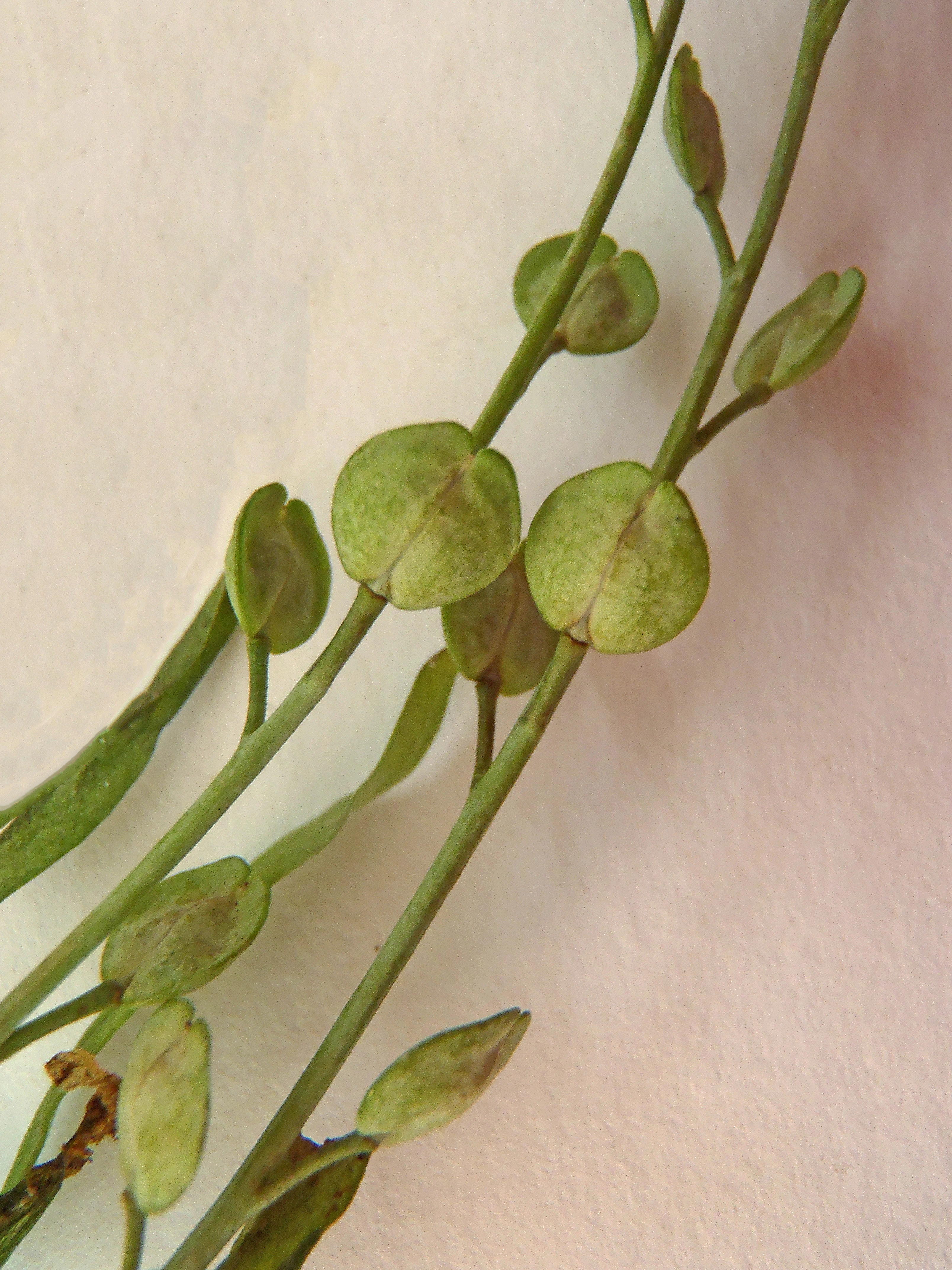 : Lepidium sativum.