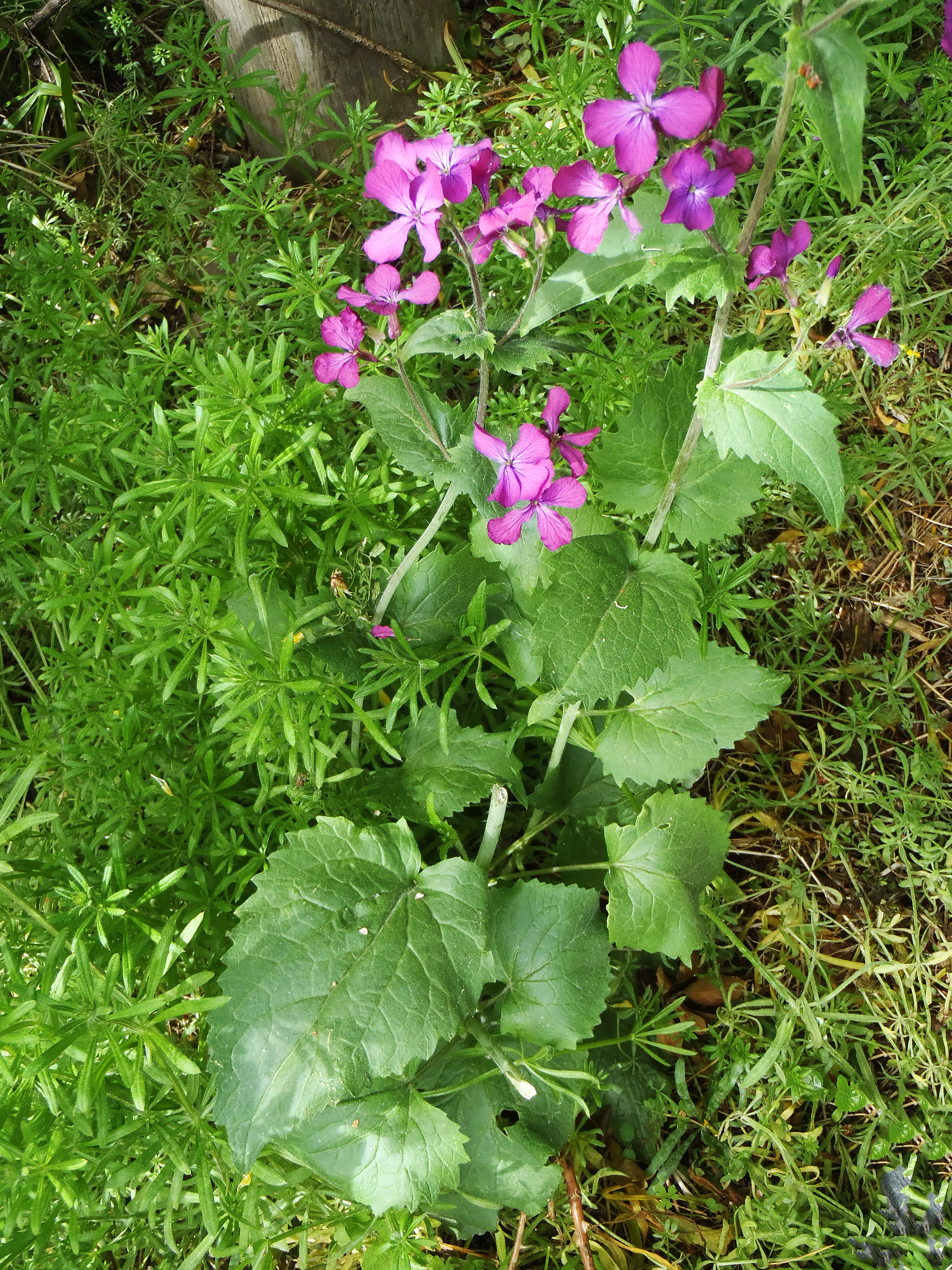 : Lunaria annua.