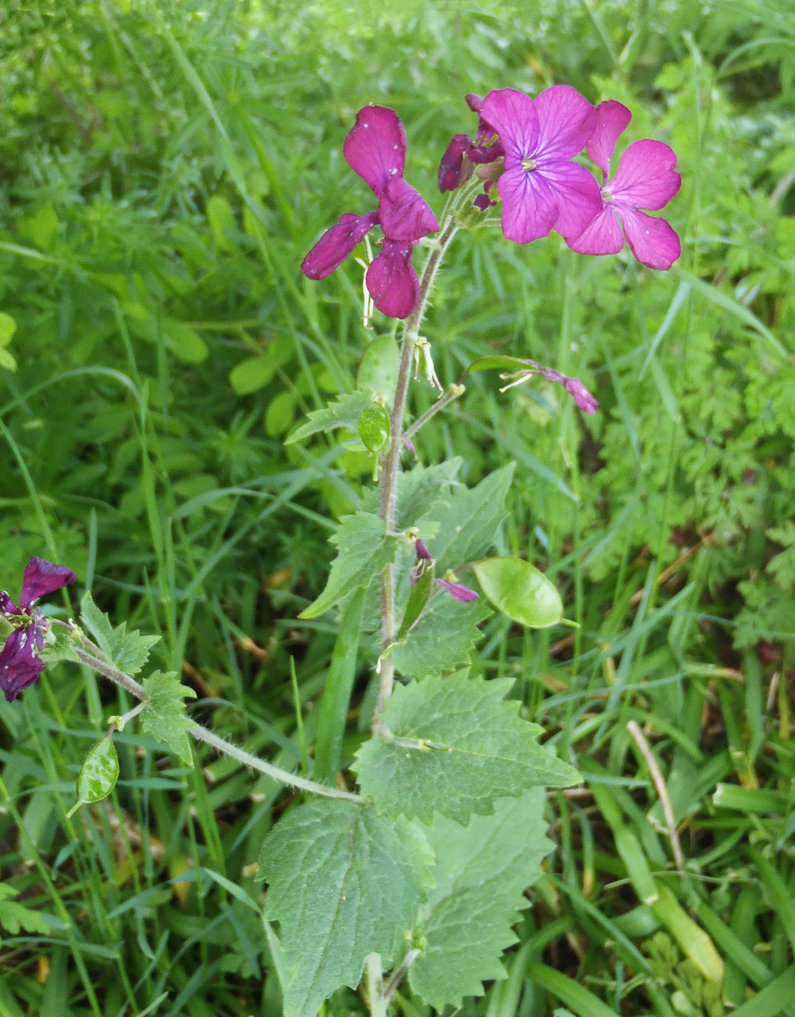 : Lunaria annua.