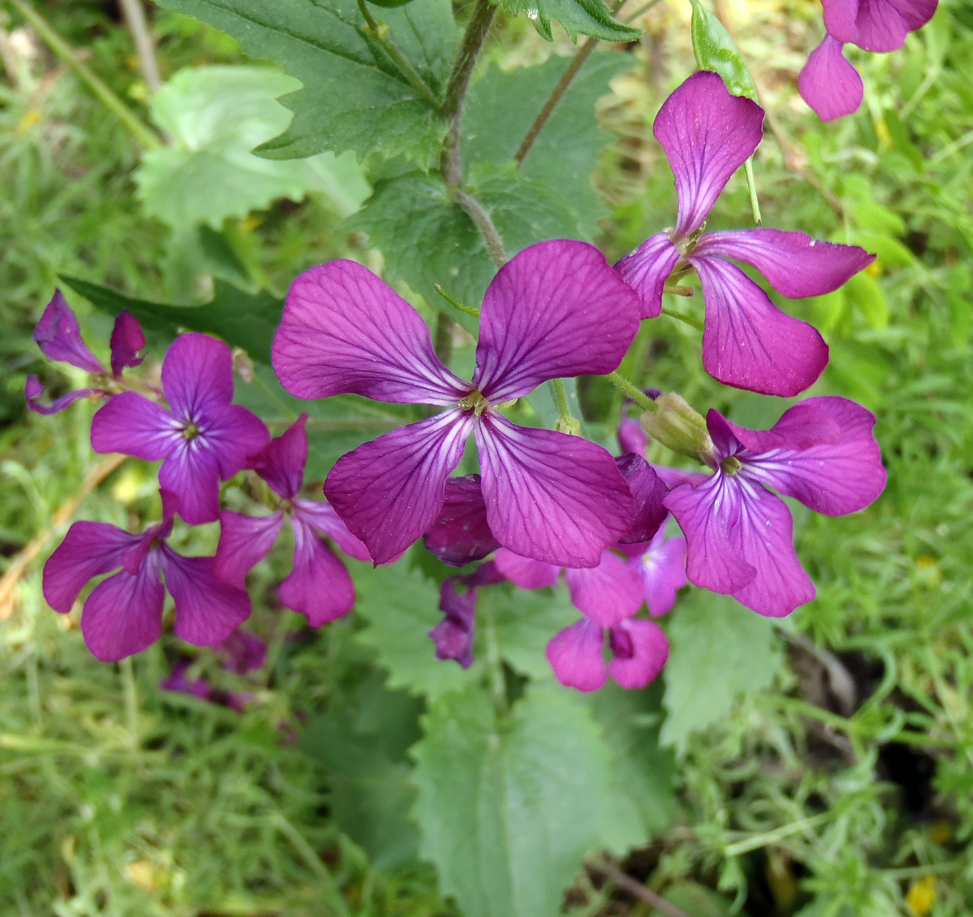 : Lunaria annua.