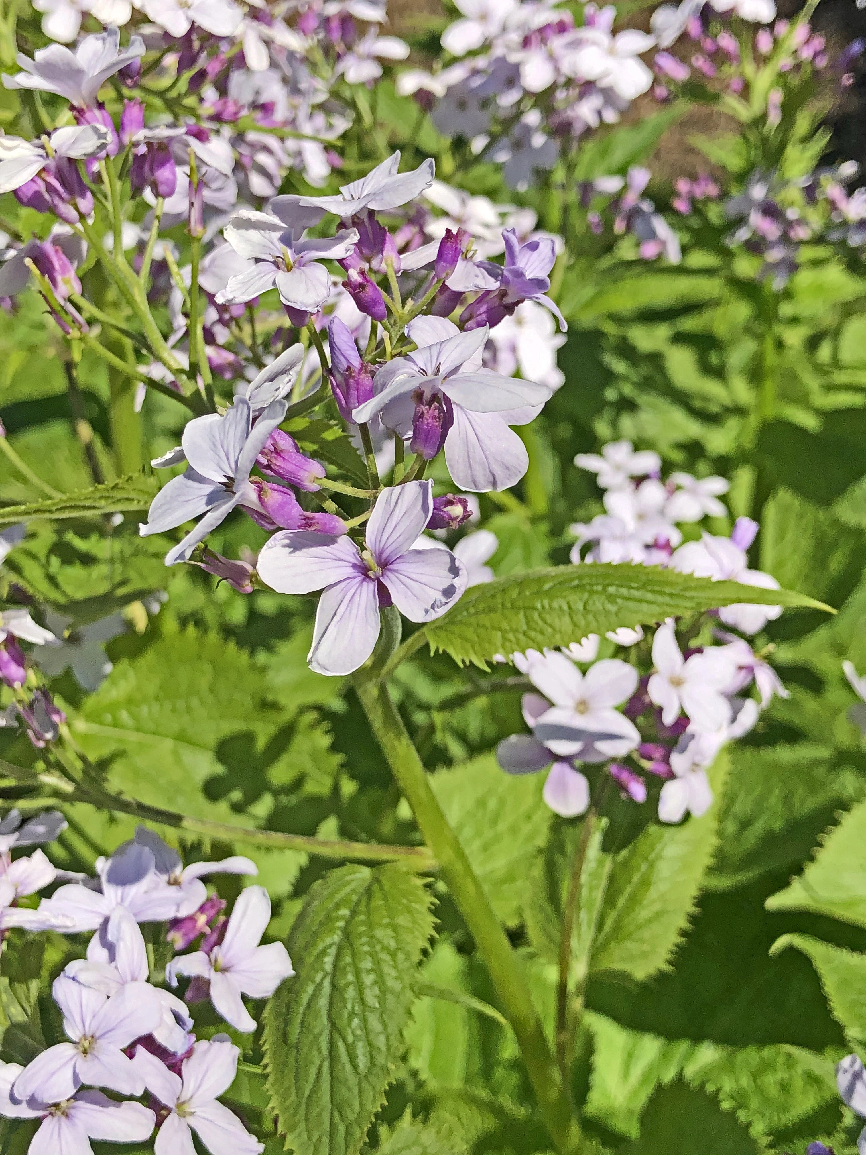 : Lunaria rediviva.