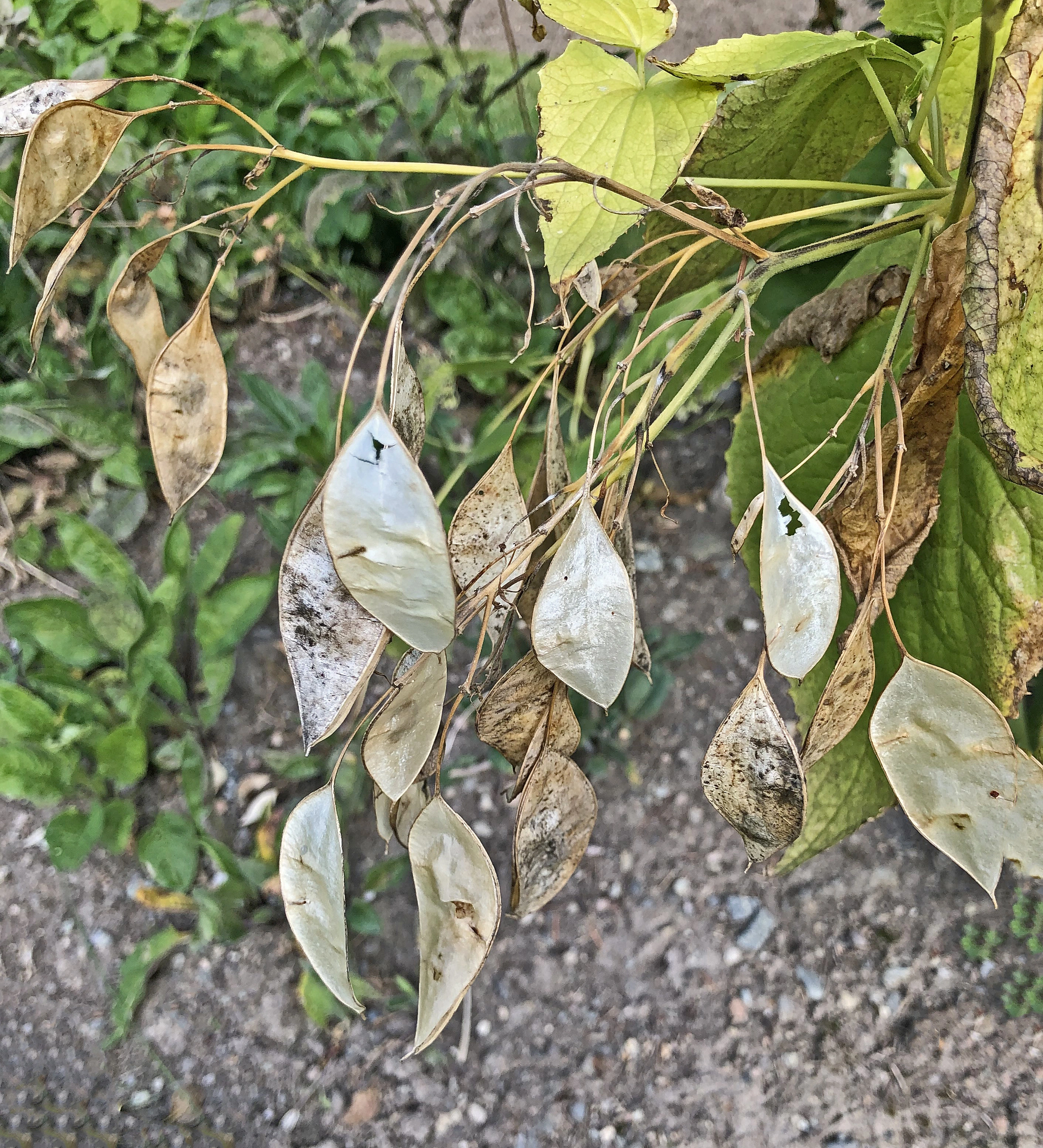 : Lunaria rediviva.