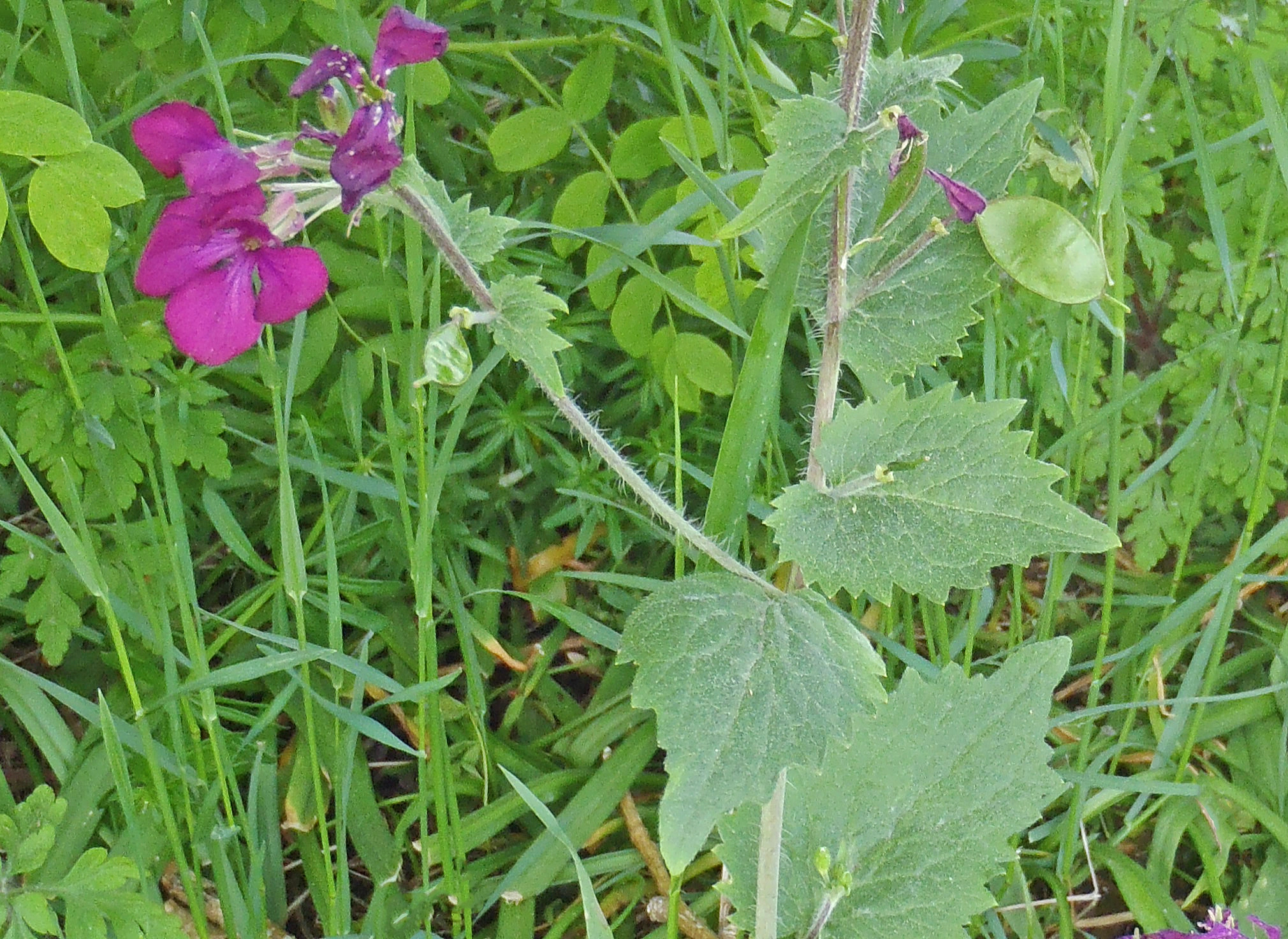 : Lunaria annua.