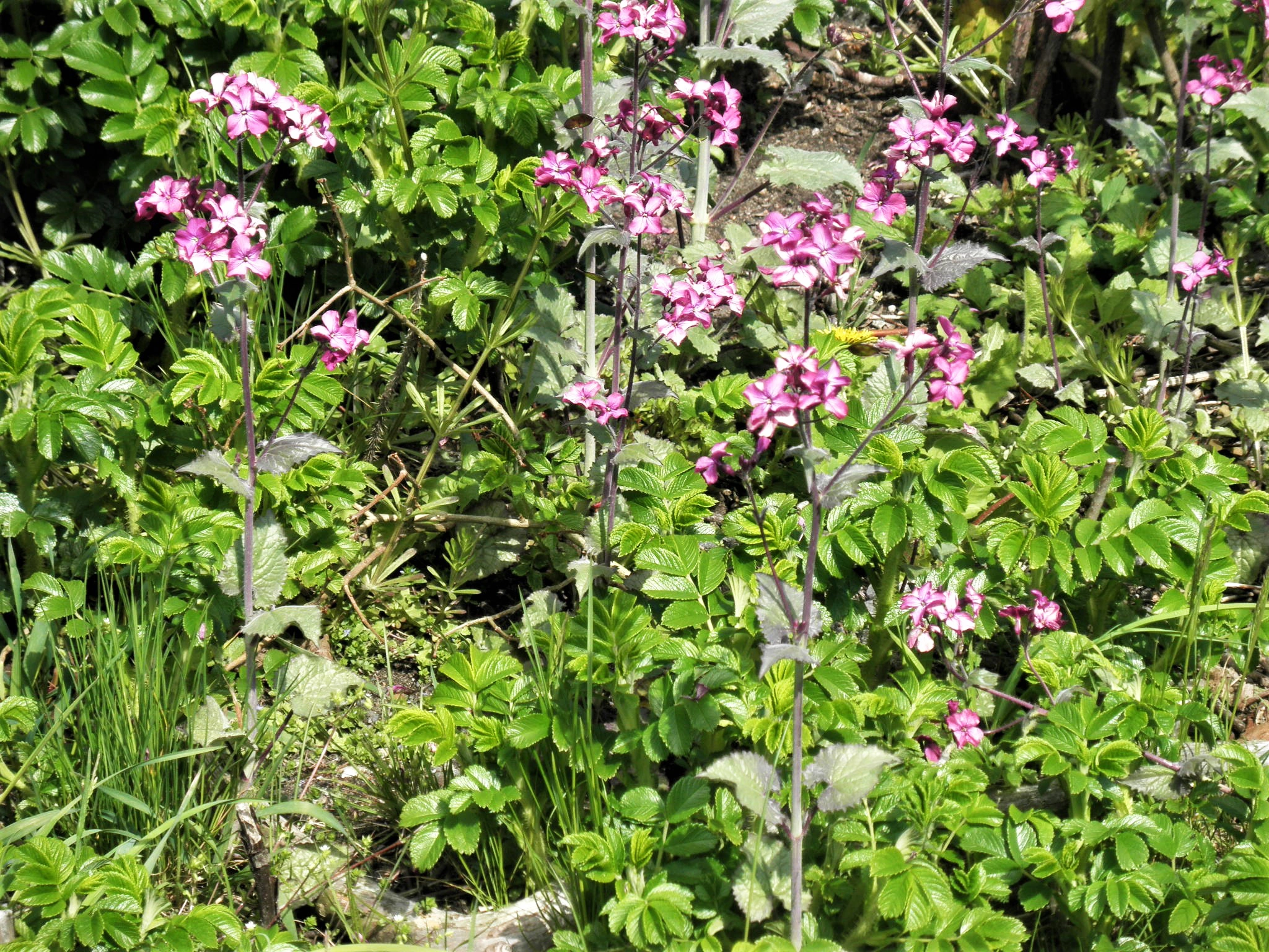 : Lunaria annua.