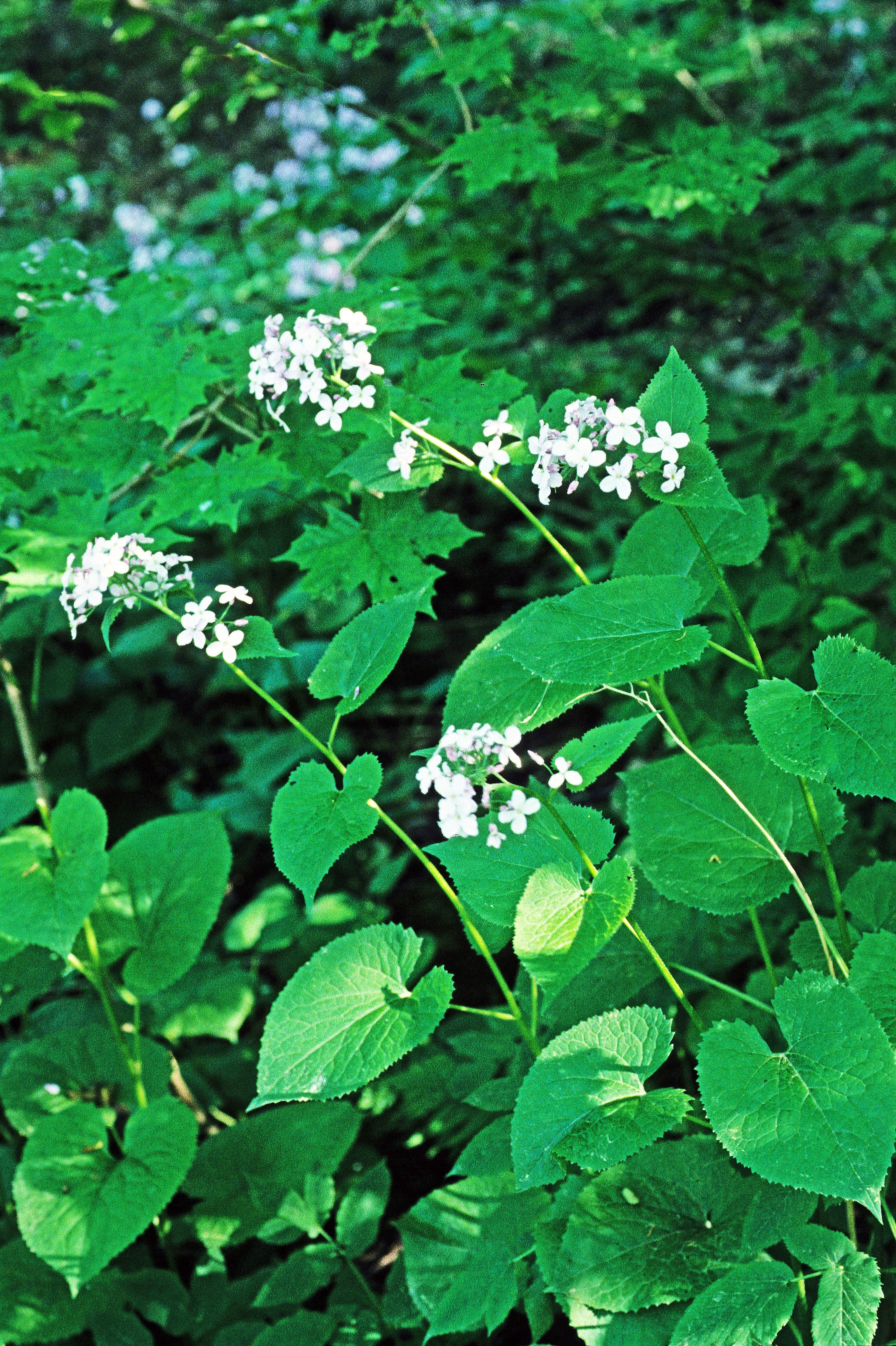 : Lunaria rediviva.