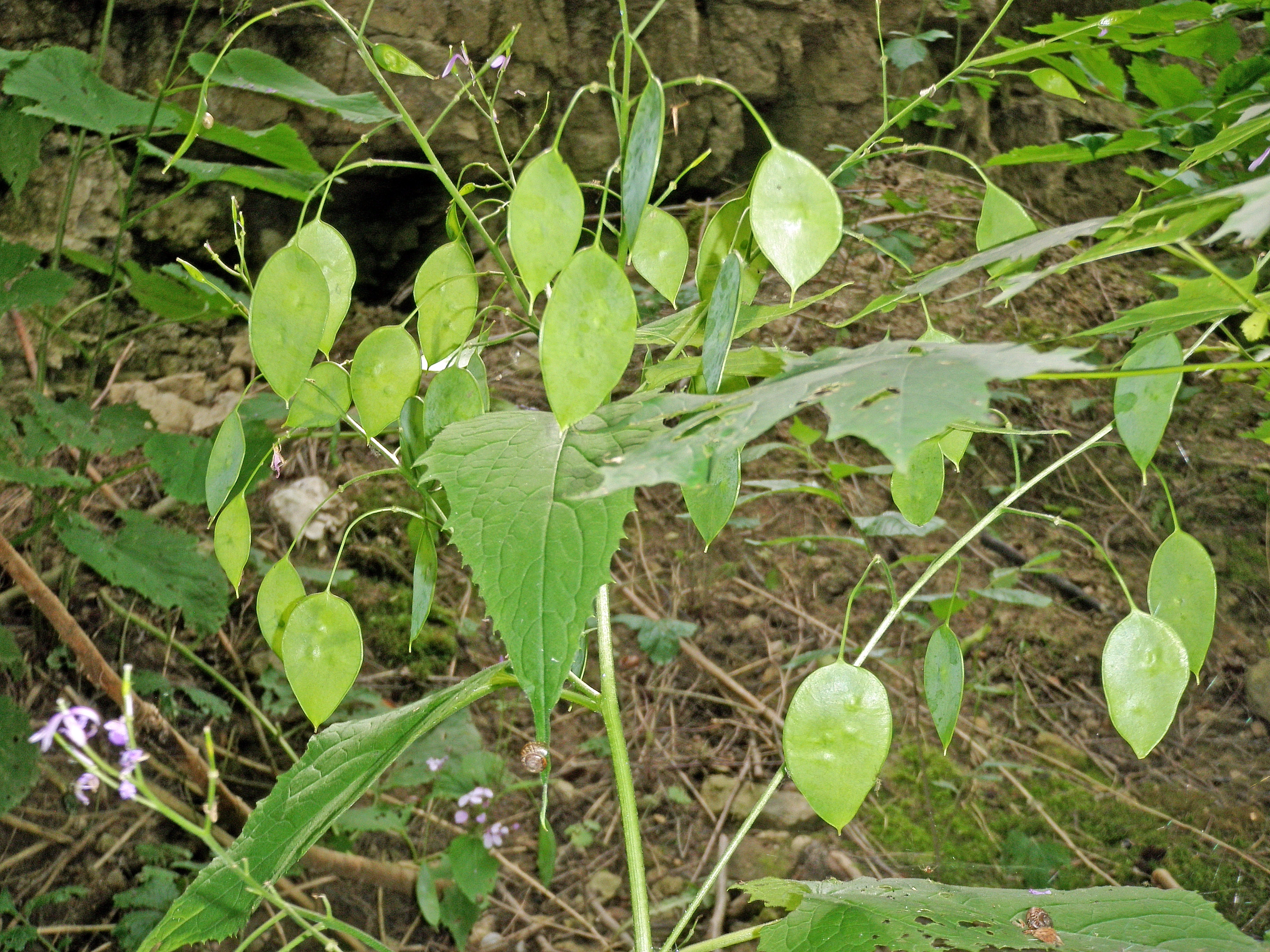 : Lunaria rediviva.