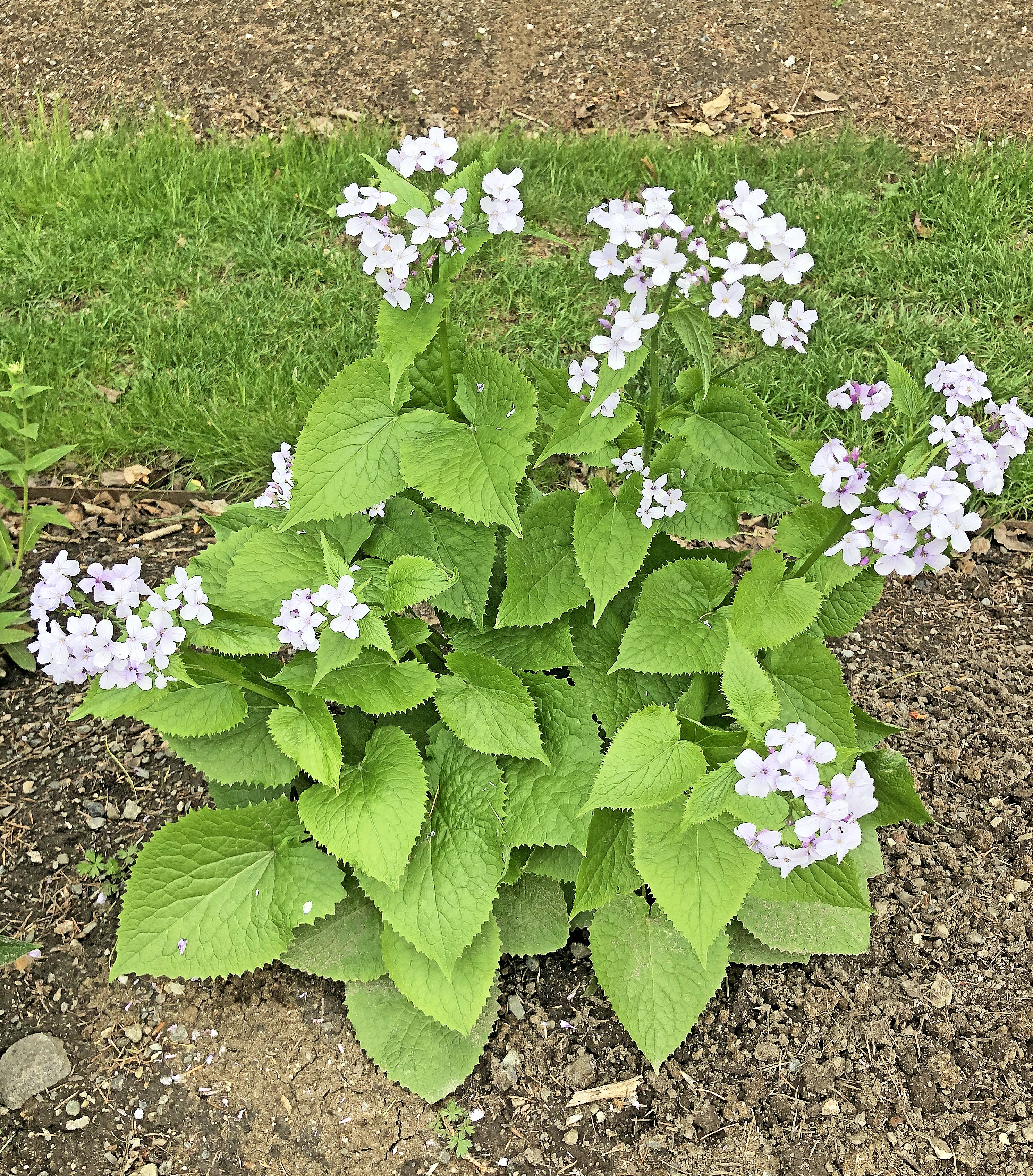 : Lunaria rediviva.