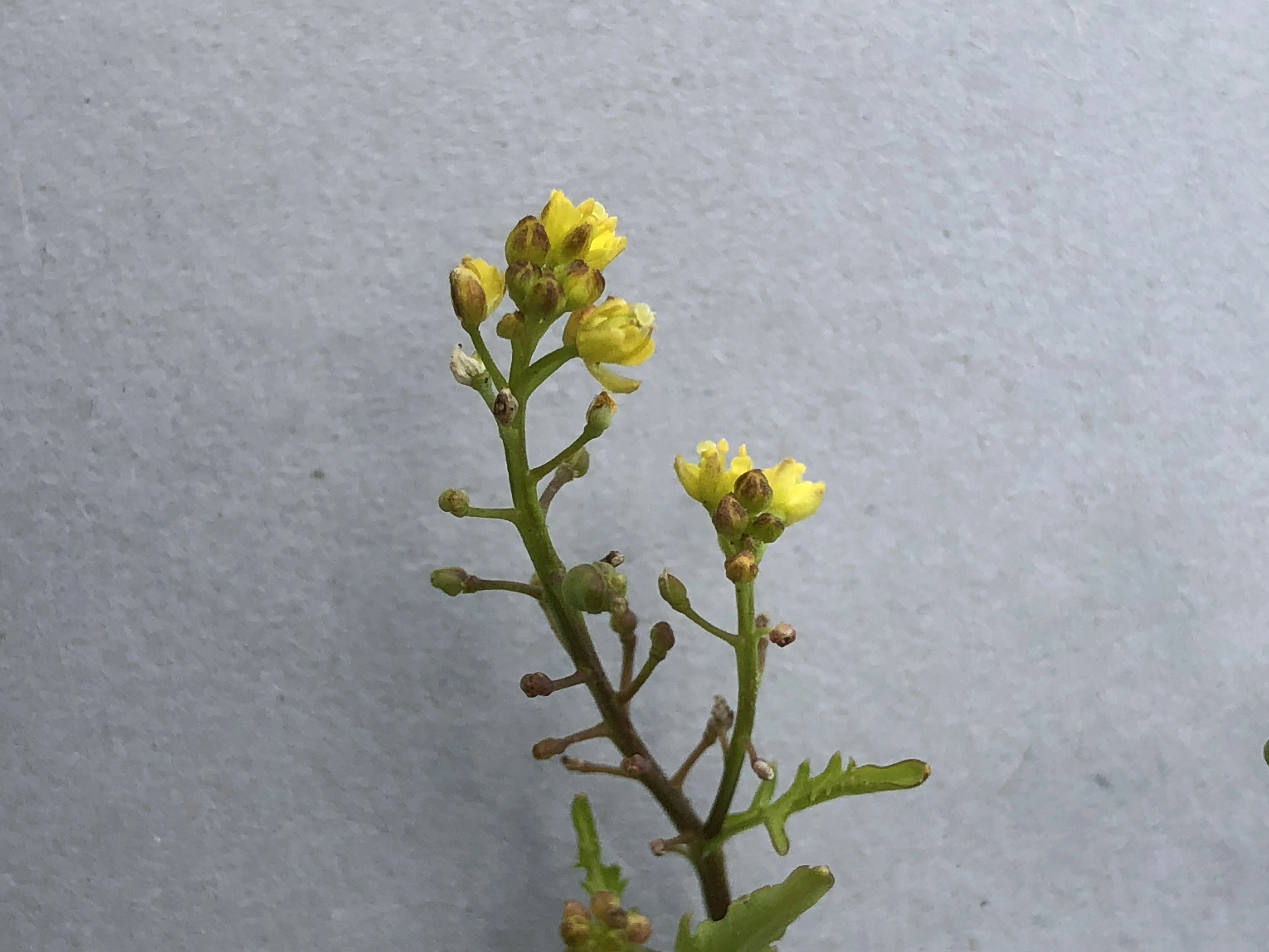 : Rorippa palustris.