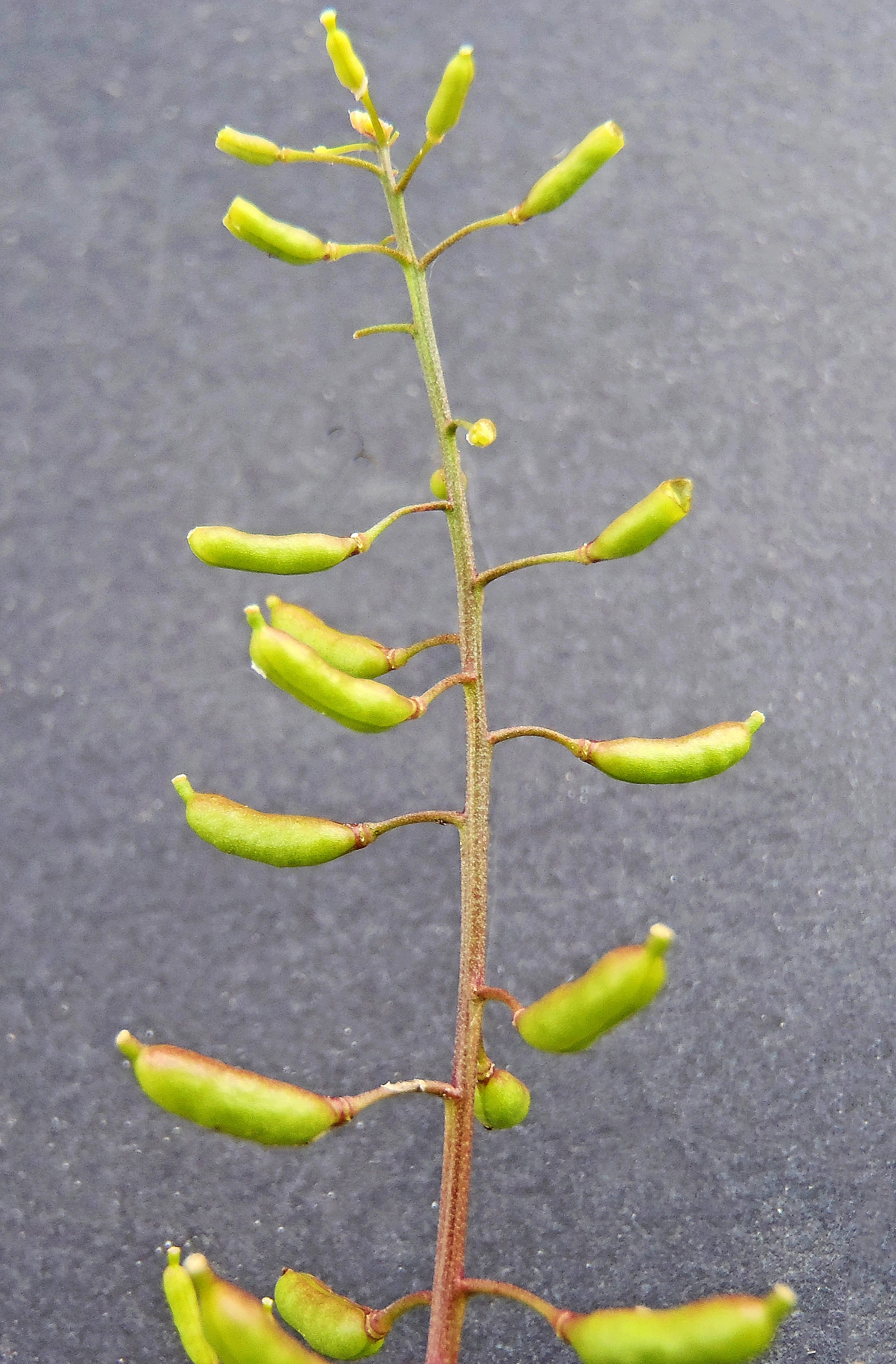 : Rorippa palustris.