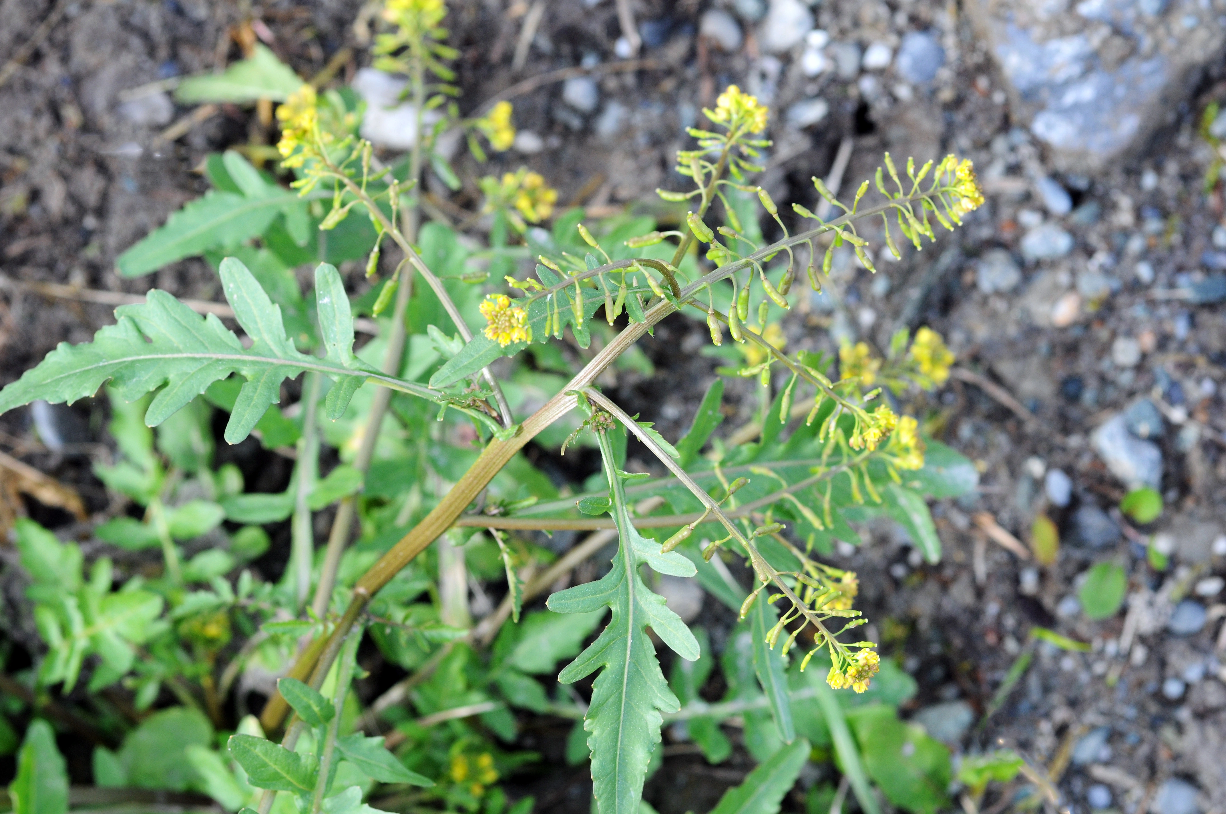 : Rorippa palustris.