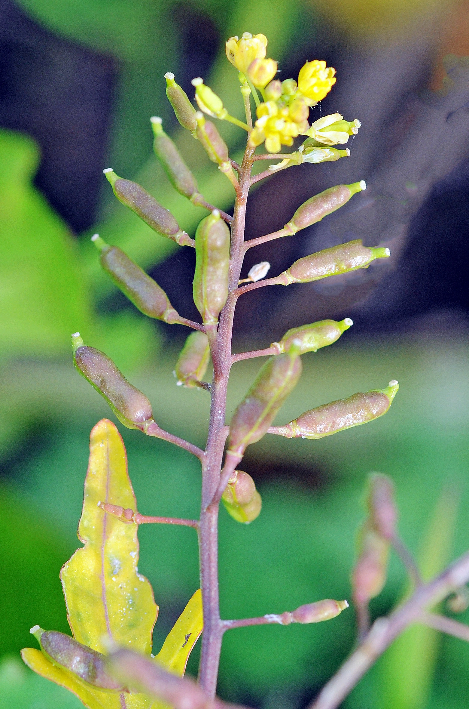 : Rorippa palustris.