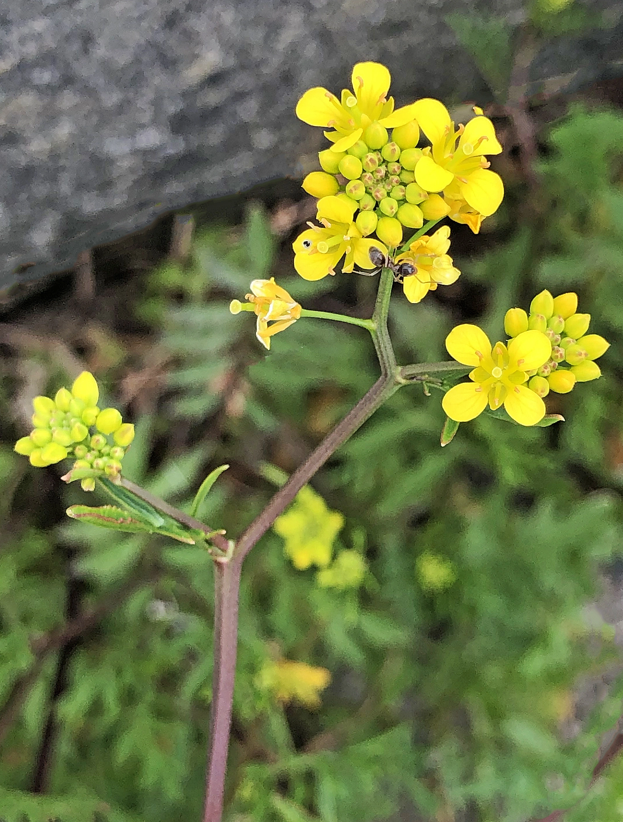 : Rorippa sylvestris.