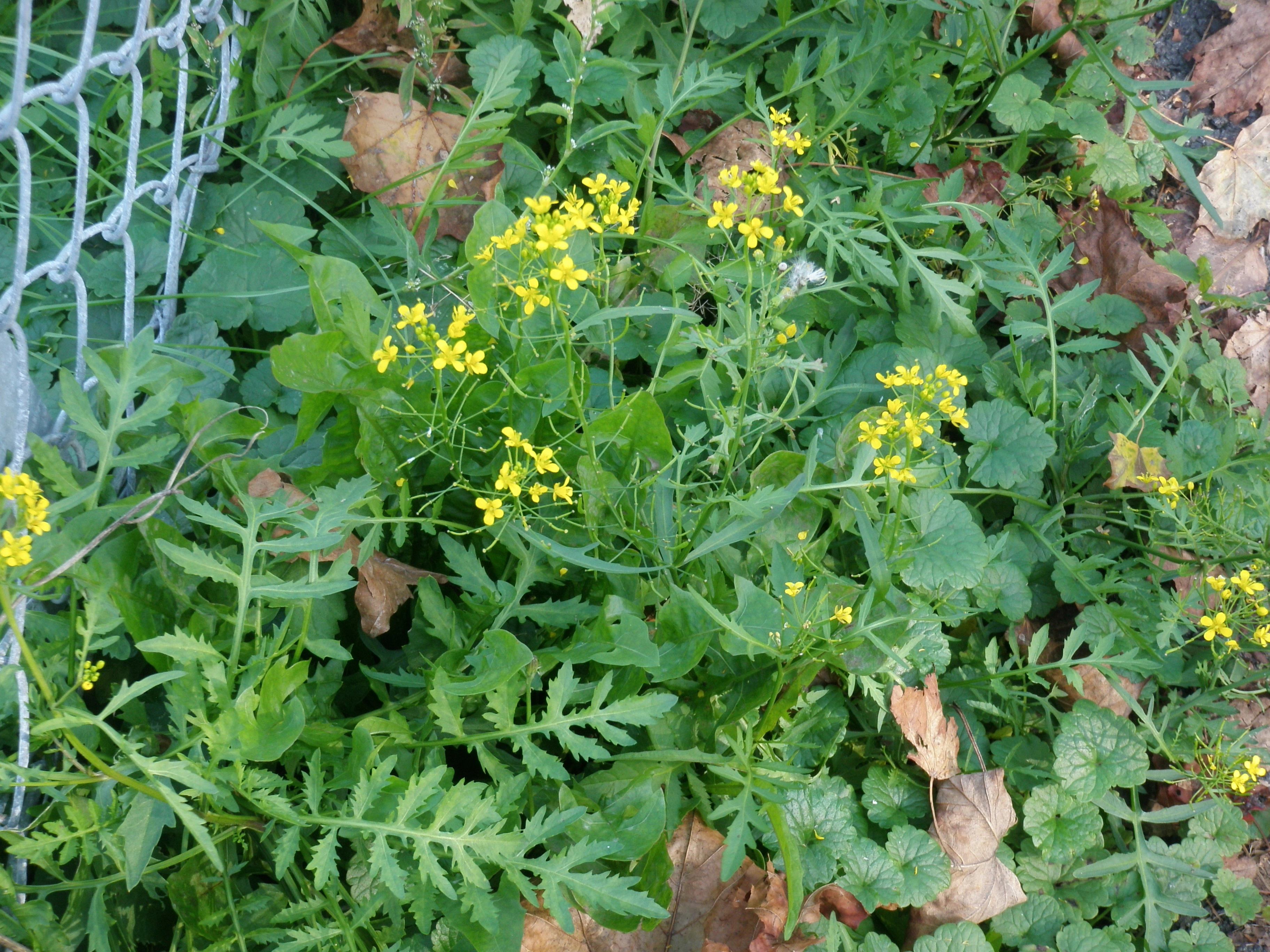 : Rorippa sylvestris.