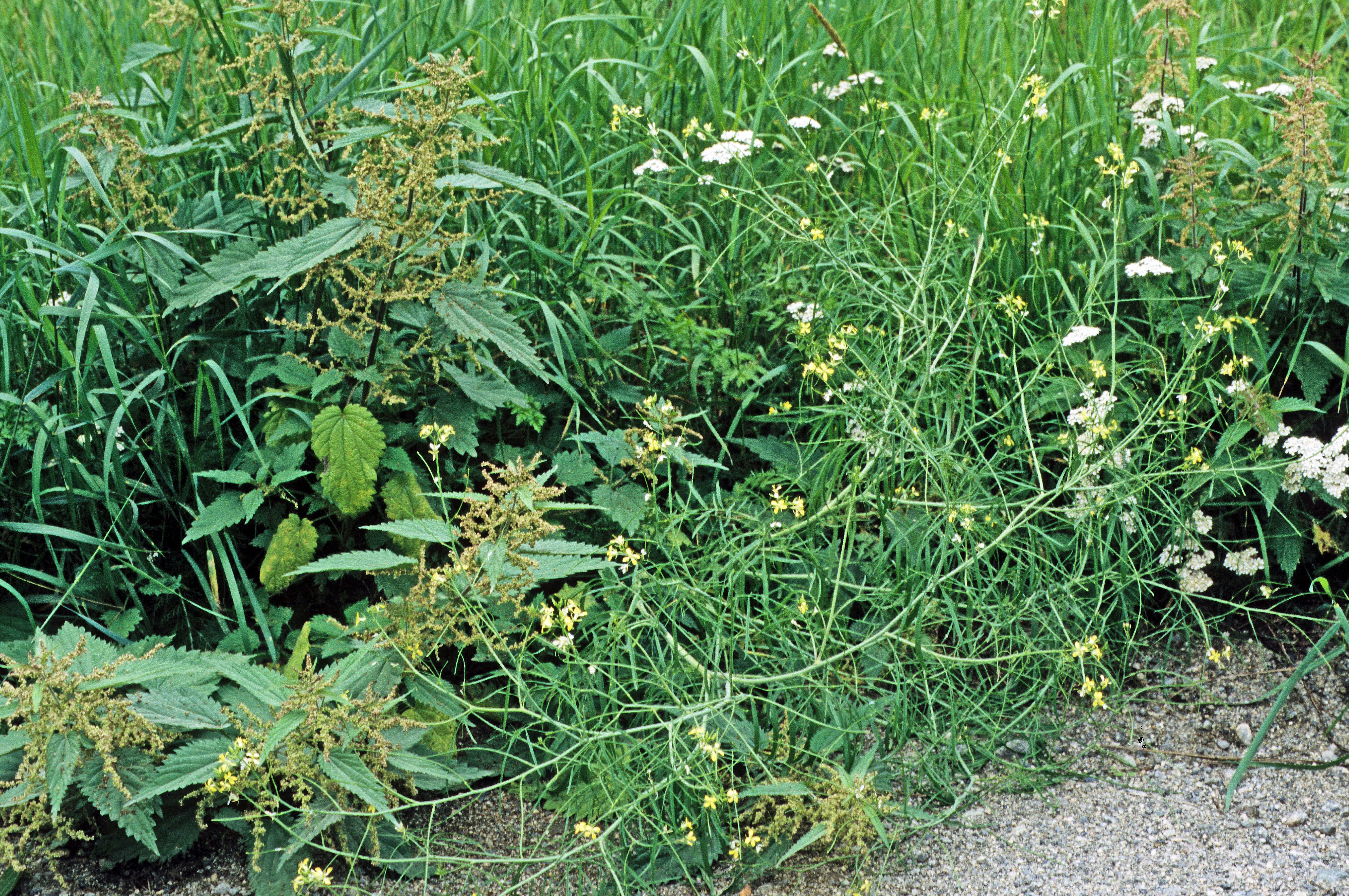 : Sisymbrium altissimum.