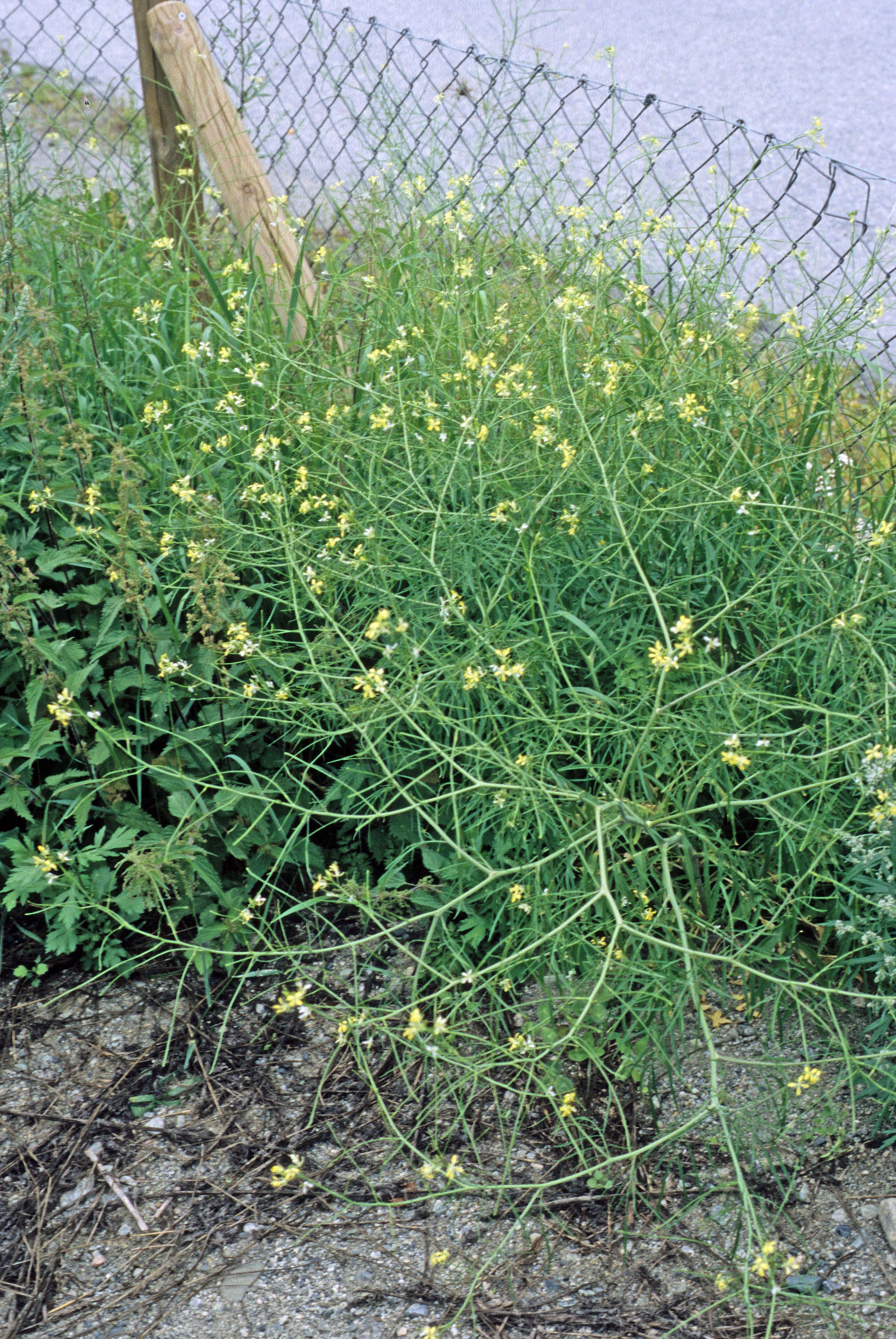 : Sisymbrium altissimum.