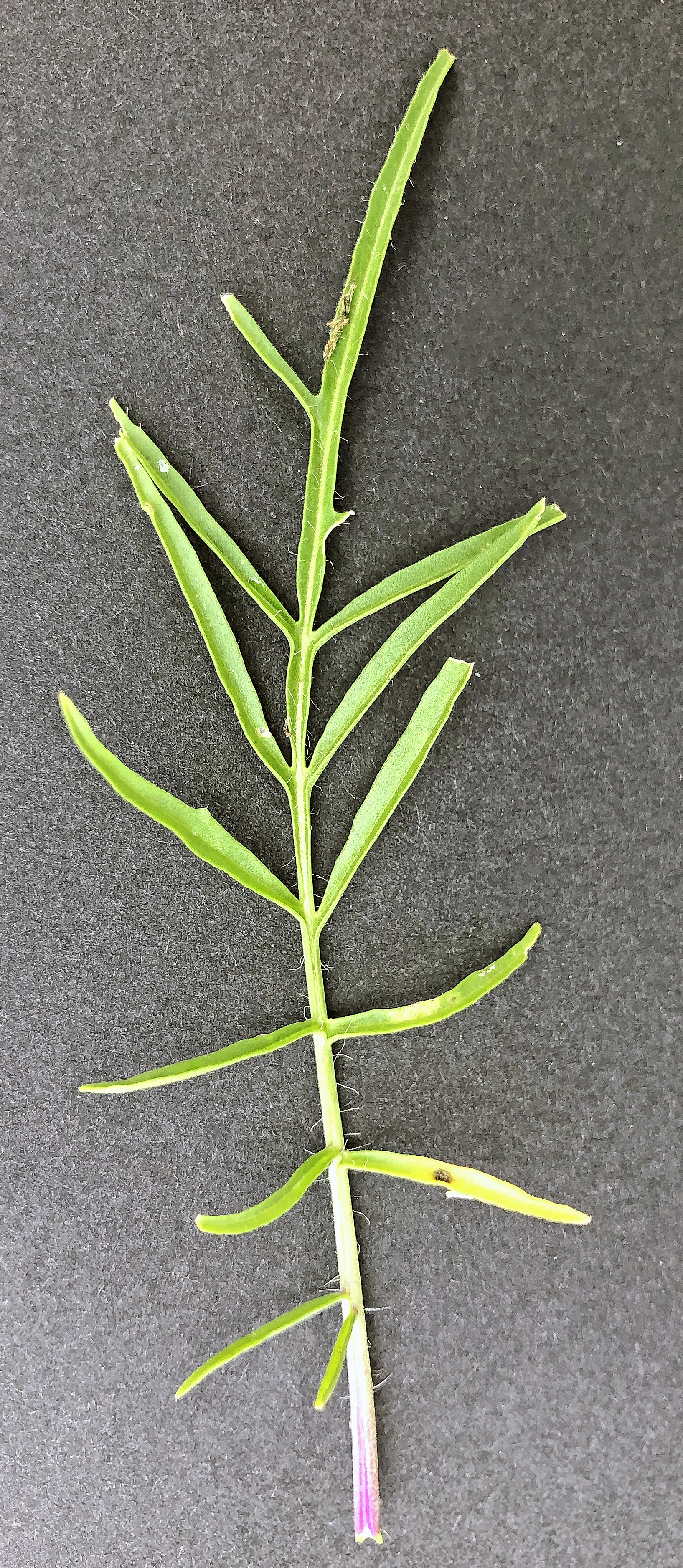 : Sisymbrium altissimum.