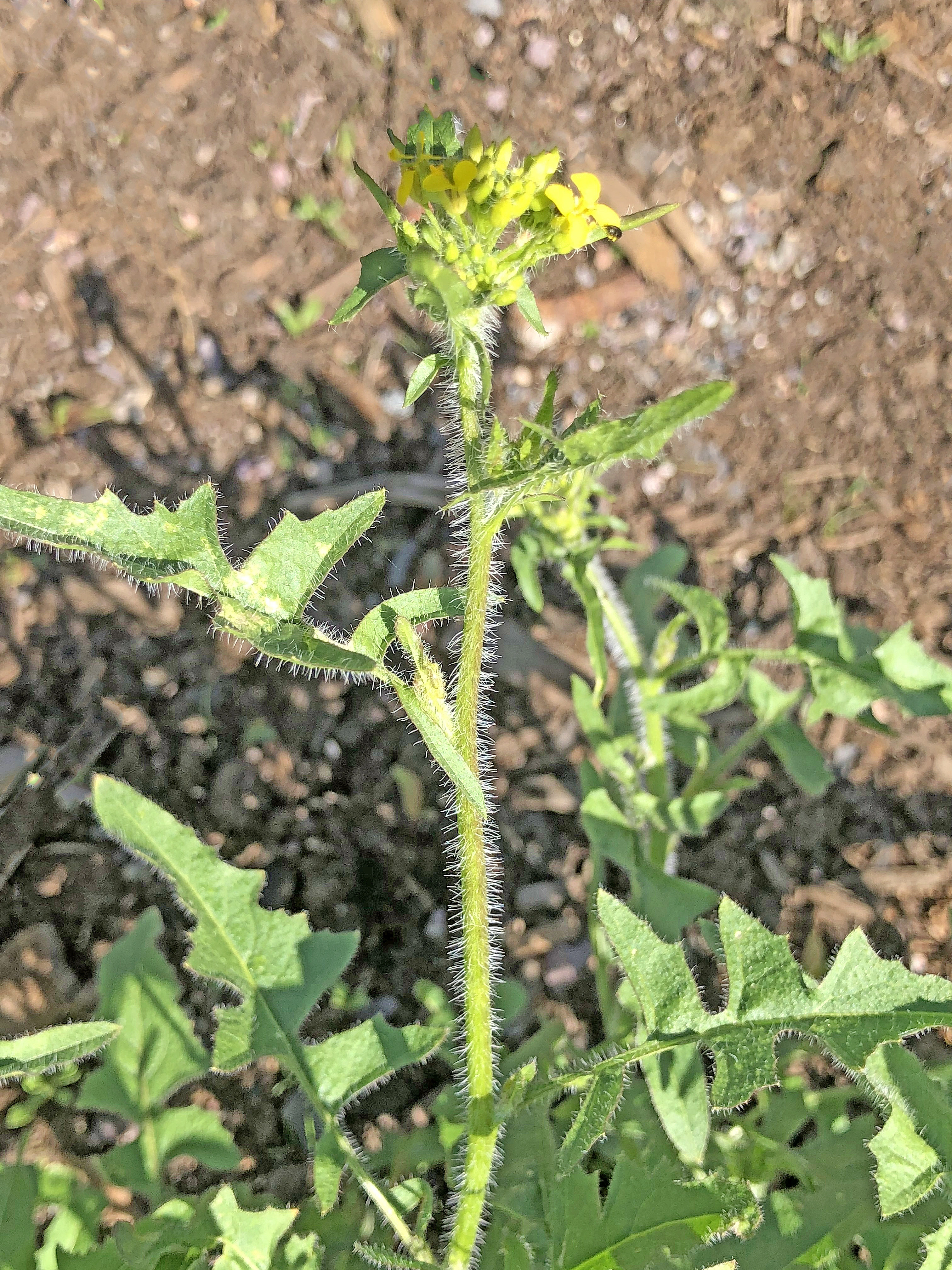 : Sisymbrium loeselii.