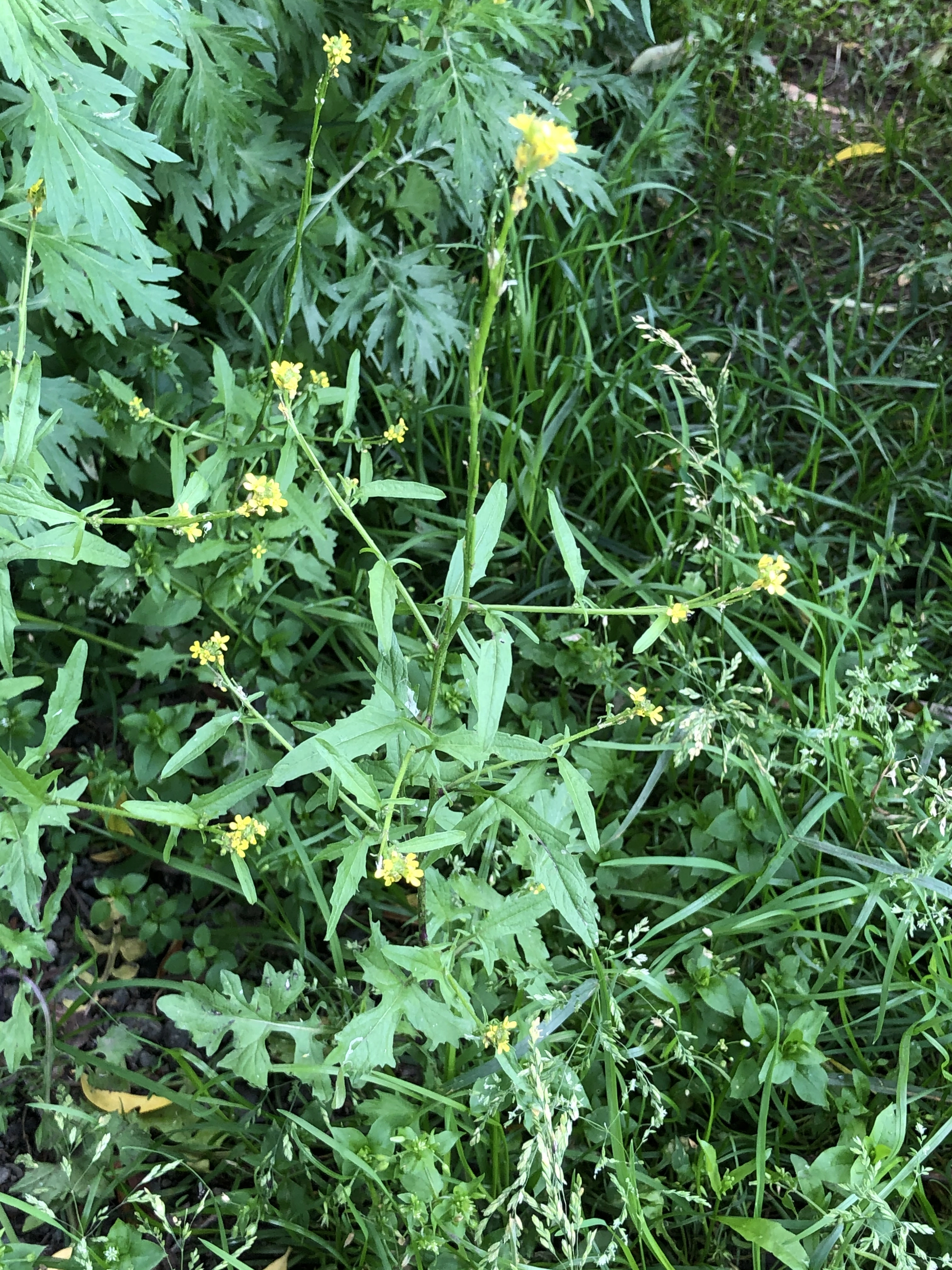 : Sisymbrium officinale.