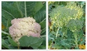 : Brassica oleracea botrytis.