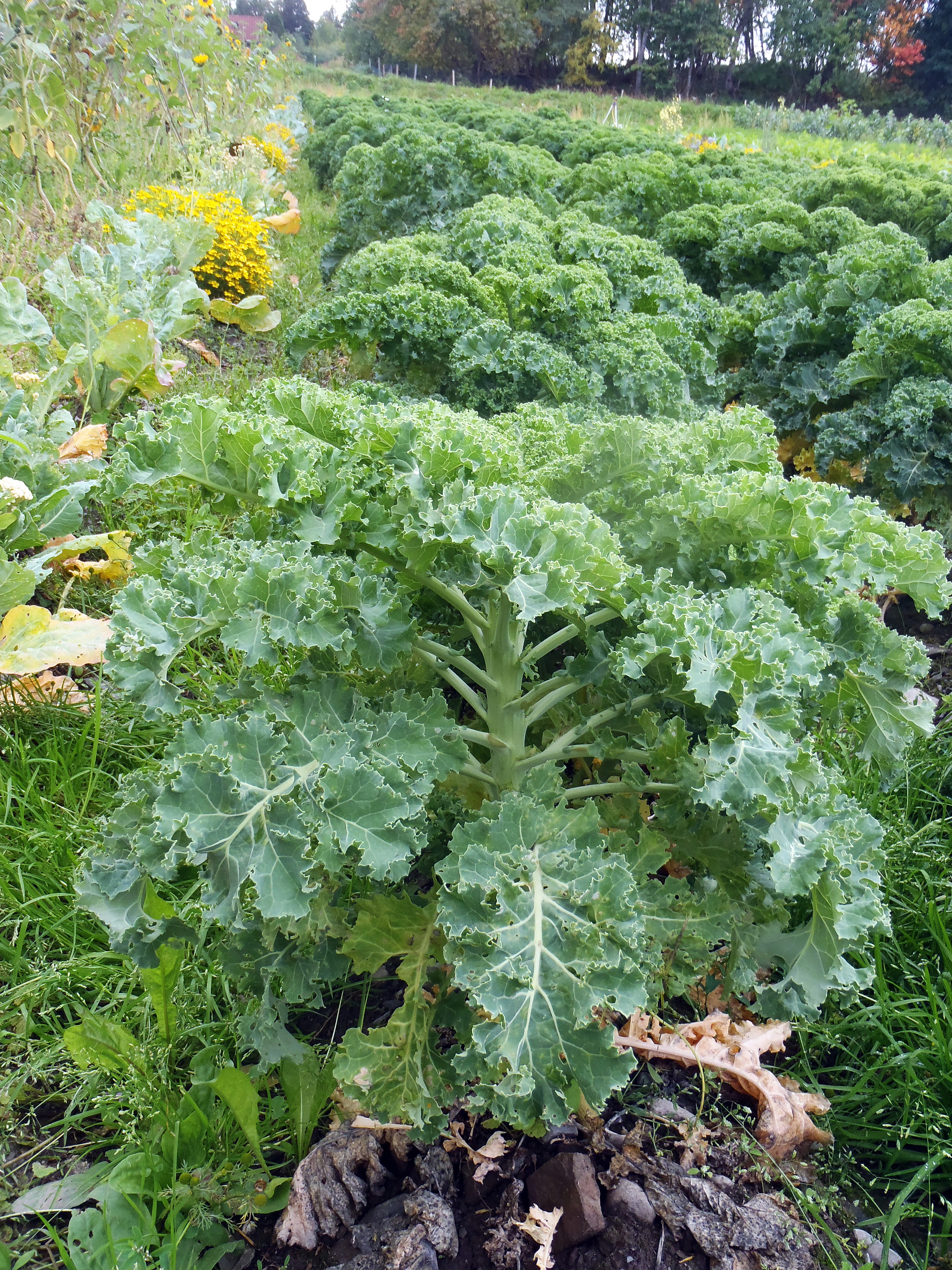 : Brassica oleracea viridis.