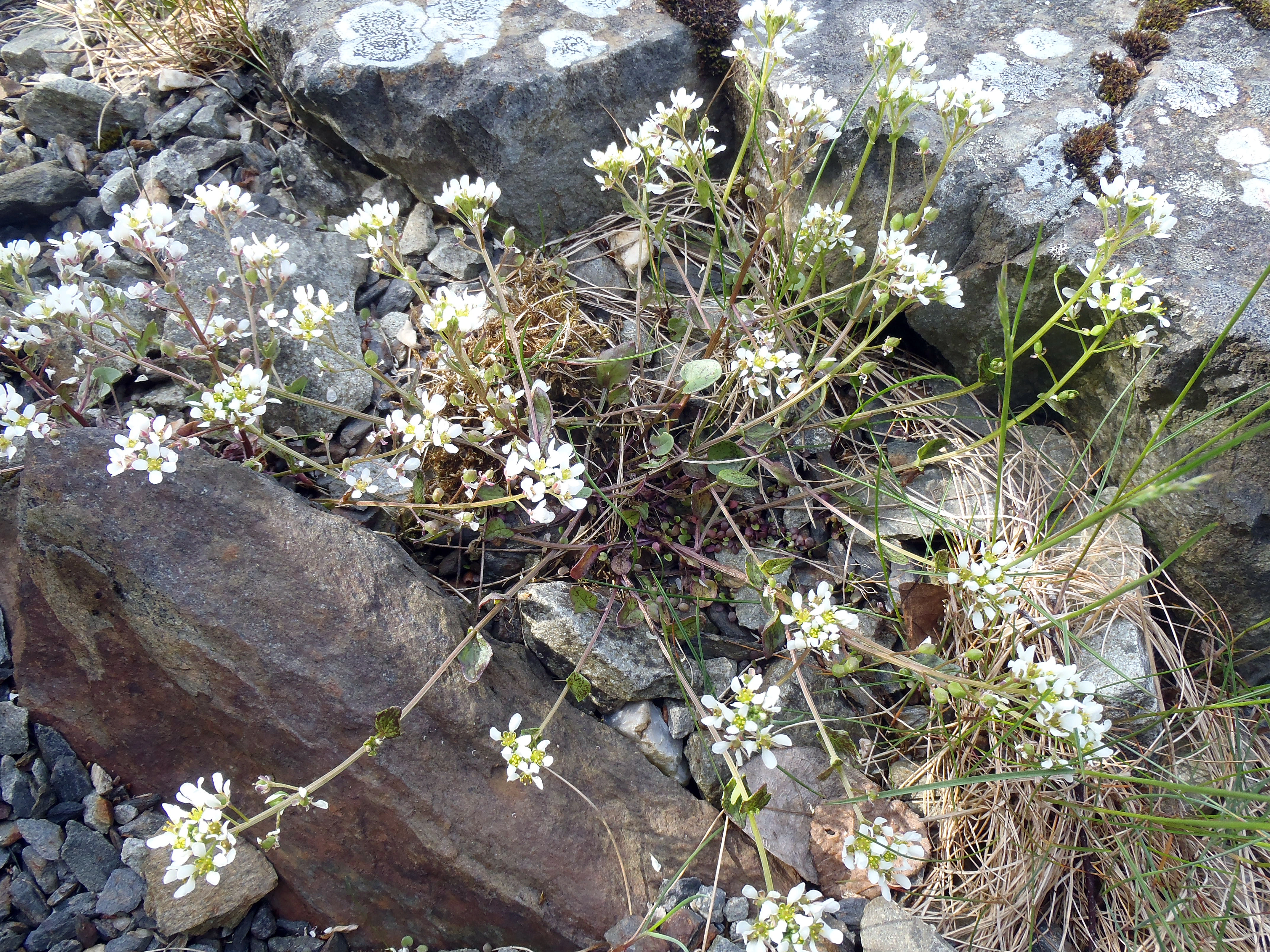 : Cochlearia officinalis officinalis.