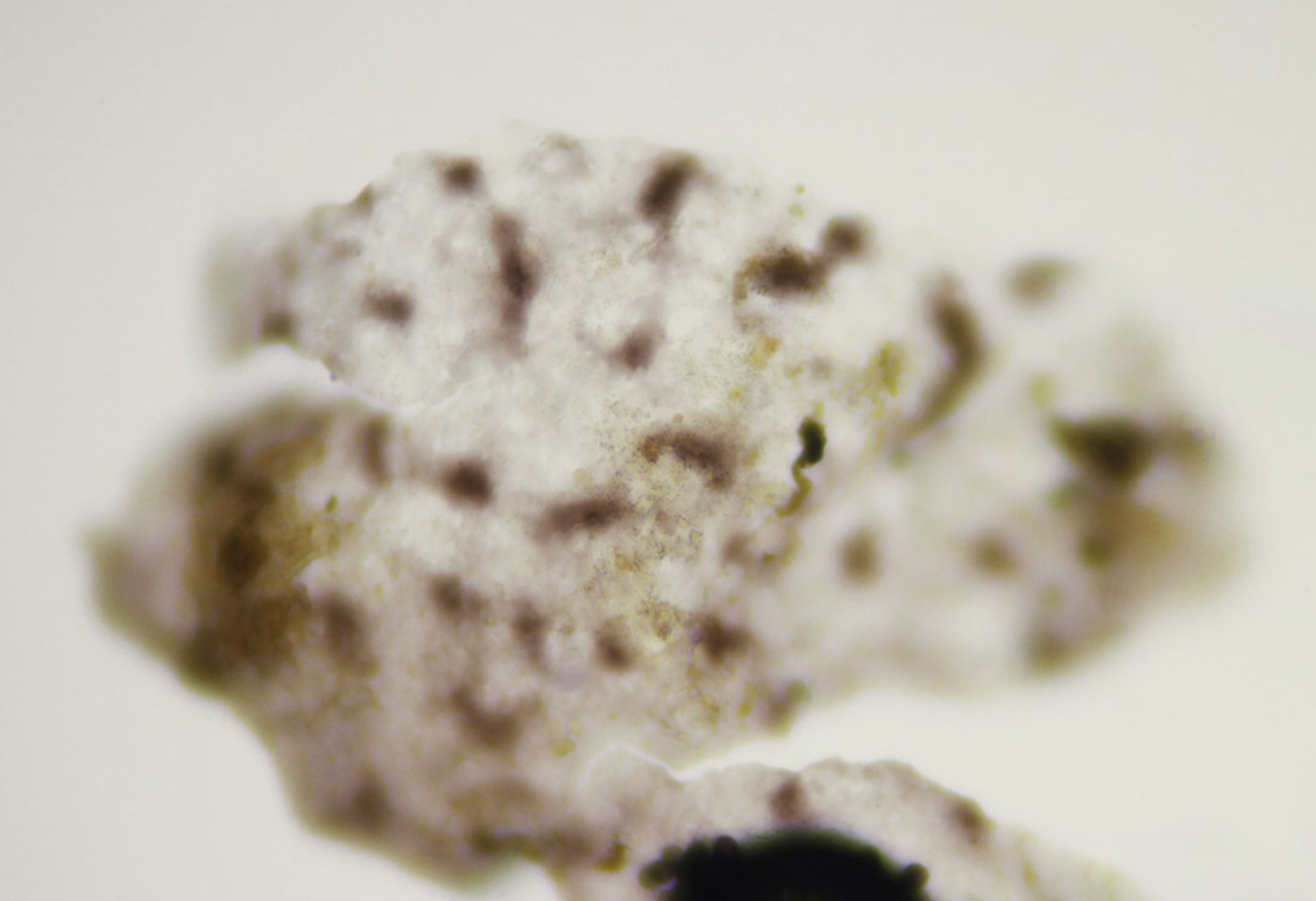 : Lamproderma echinosporum.