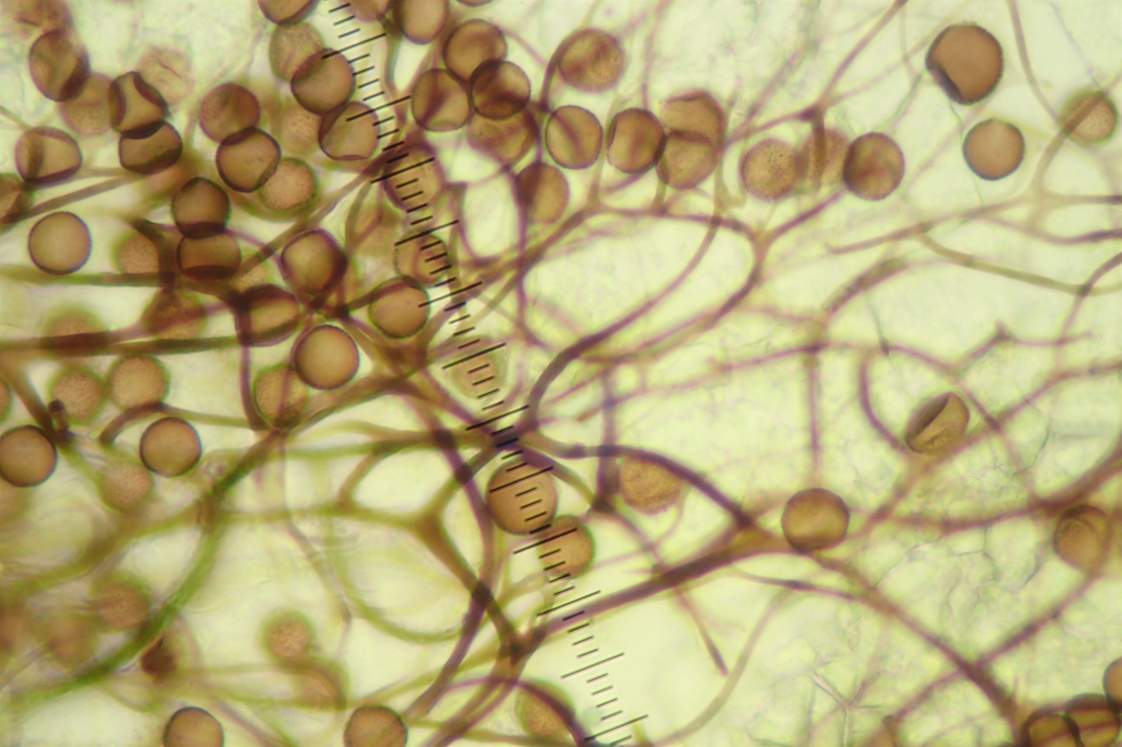 : Lamproderma pulchellum.