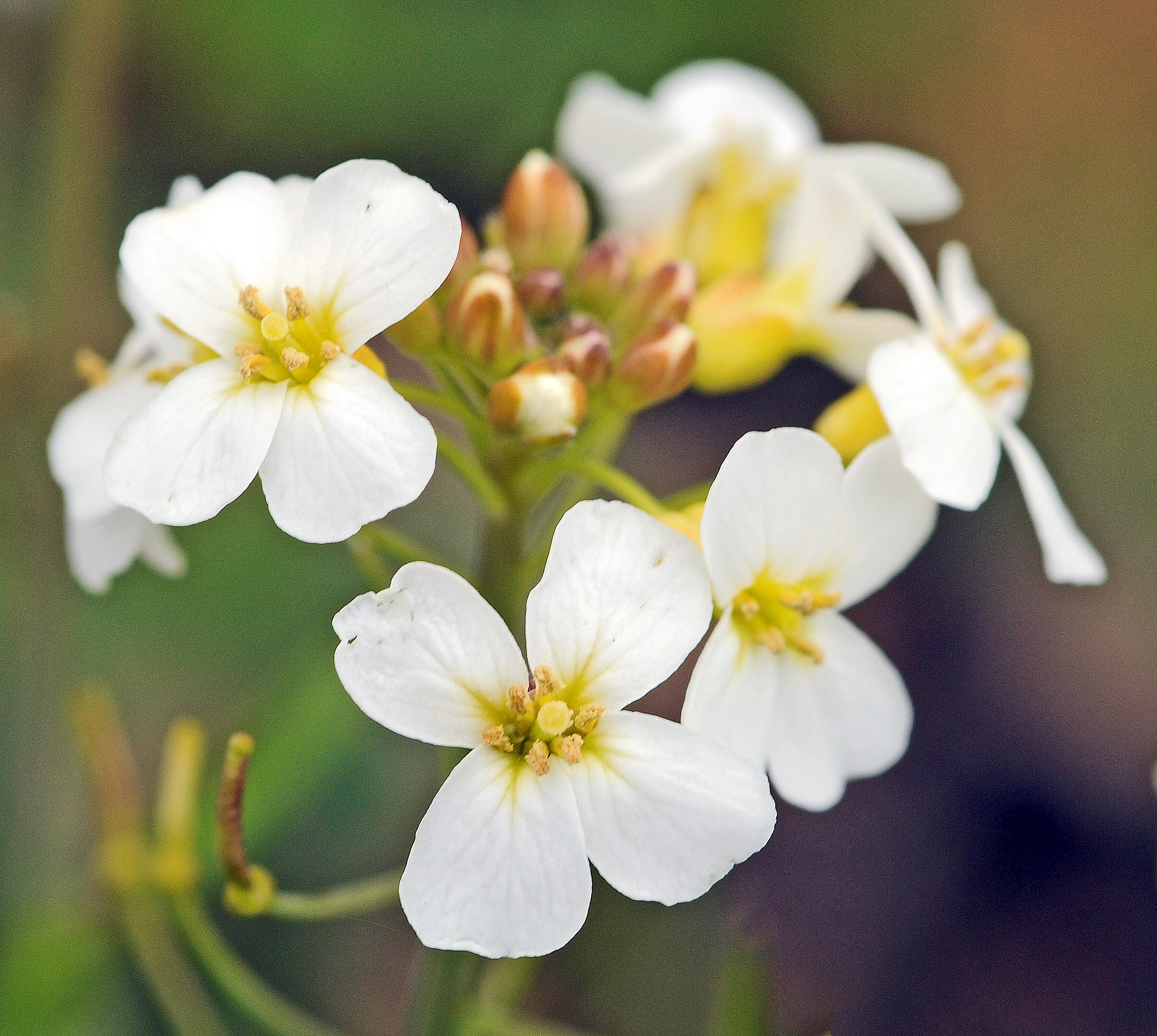 : Arabidopsis suecica.