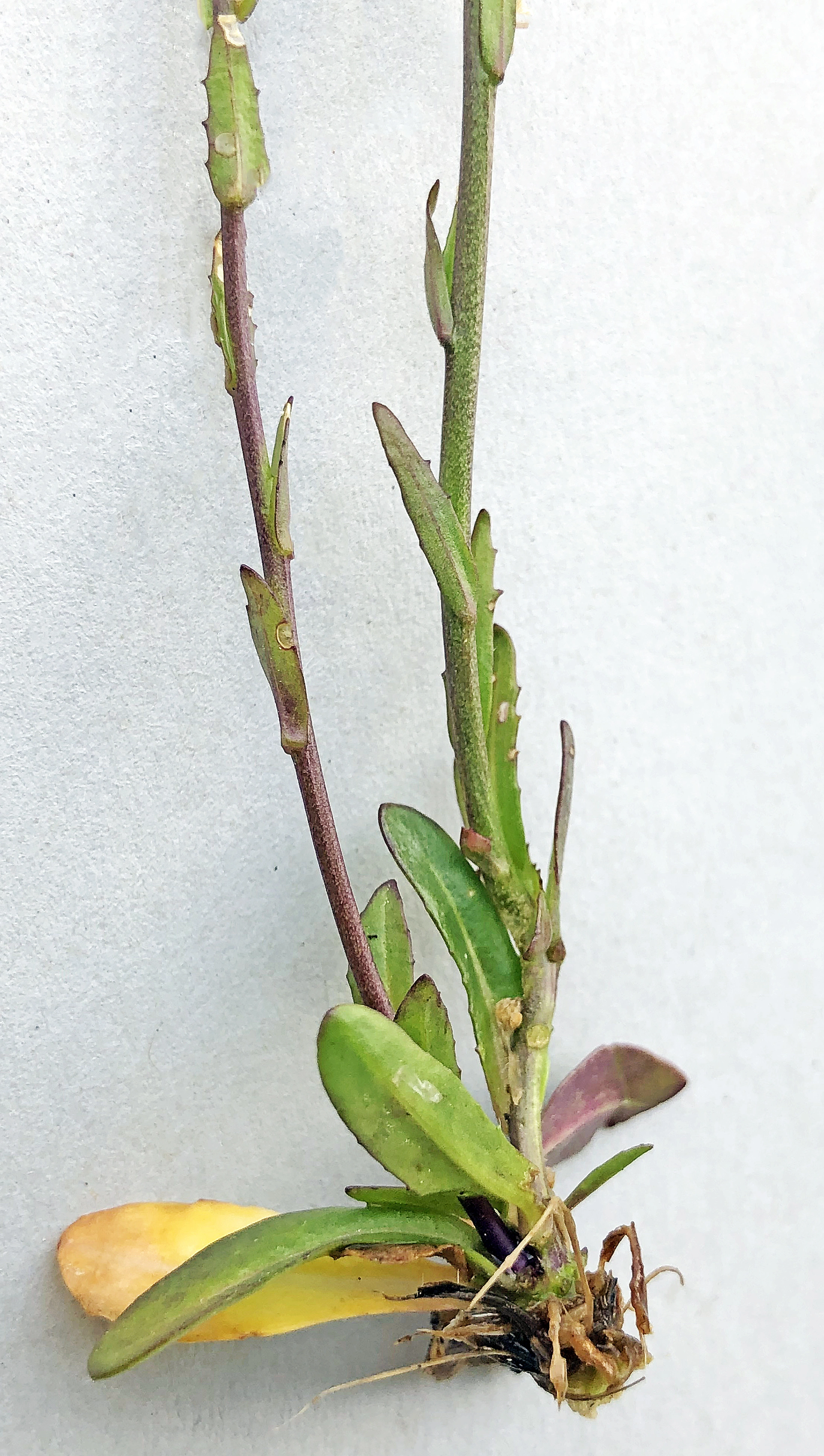 : Arabis hirsuta glaberrima.