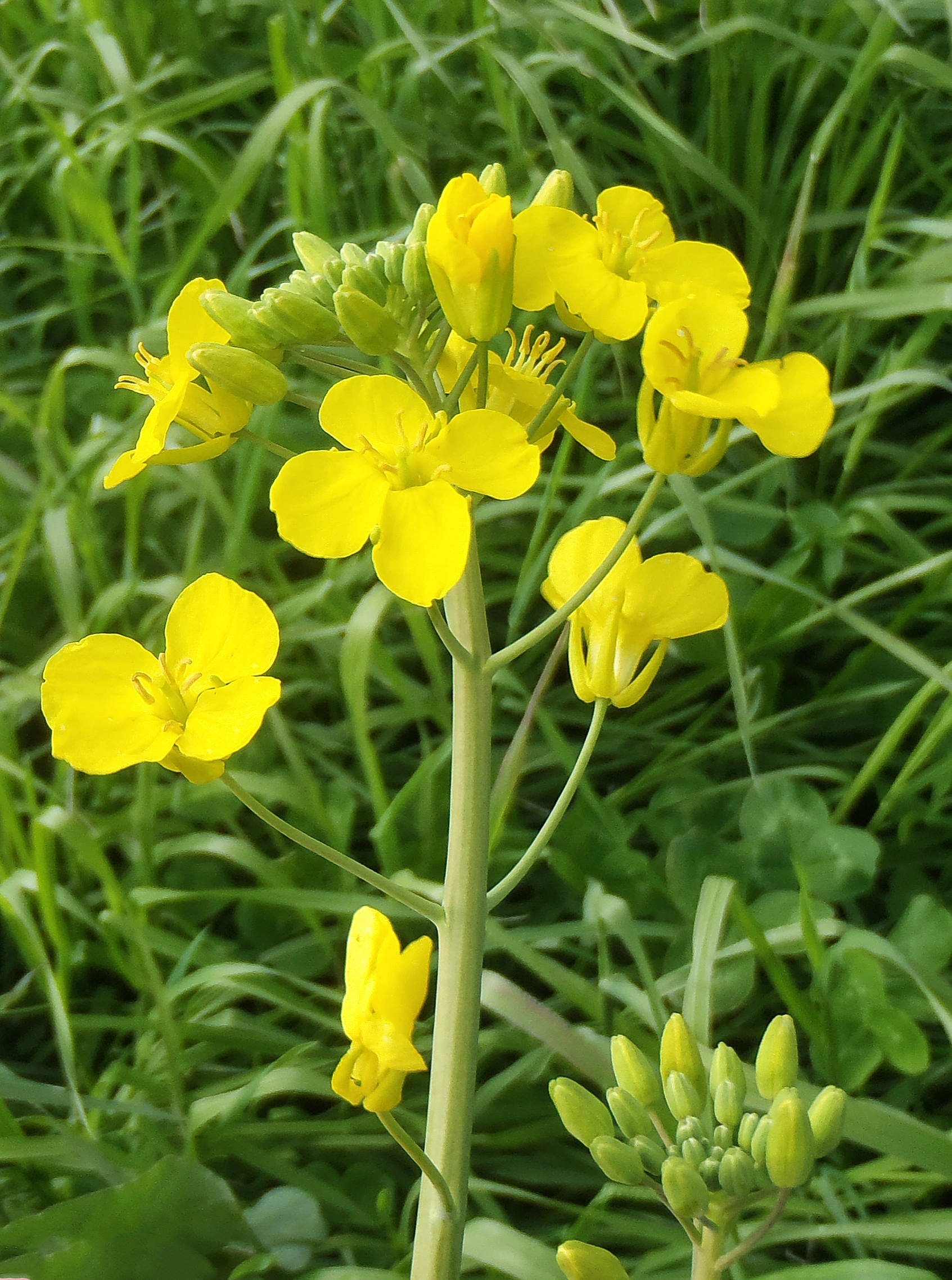 : Brassica napus rapifera.