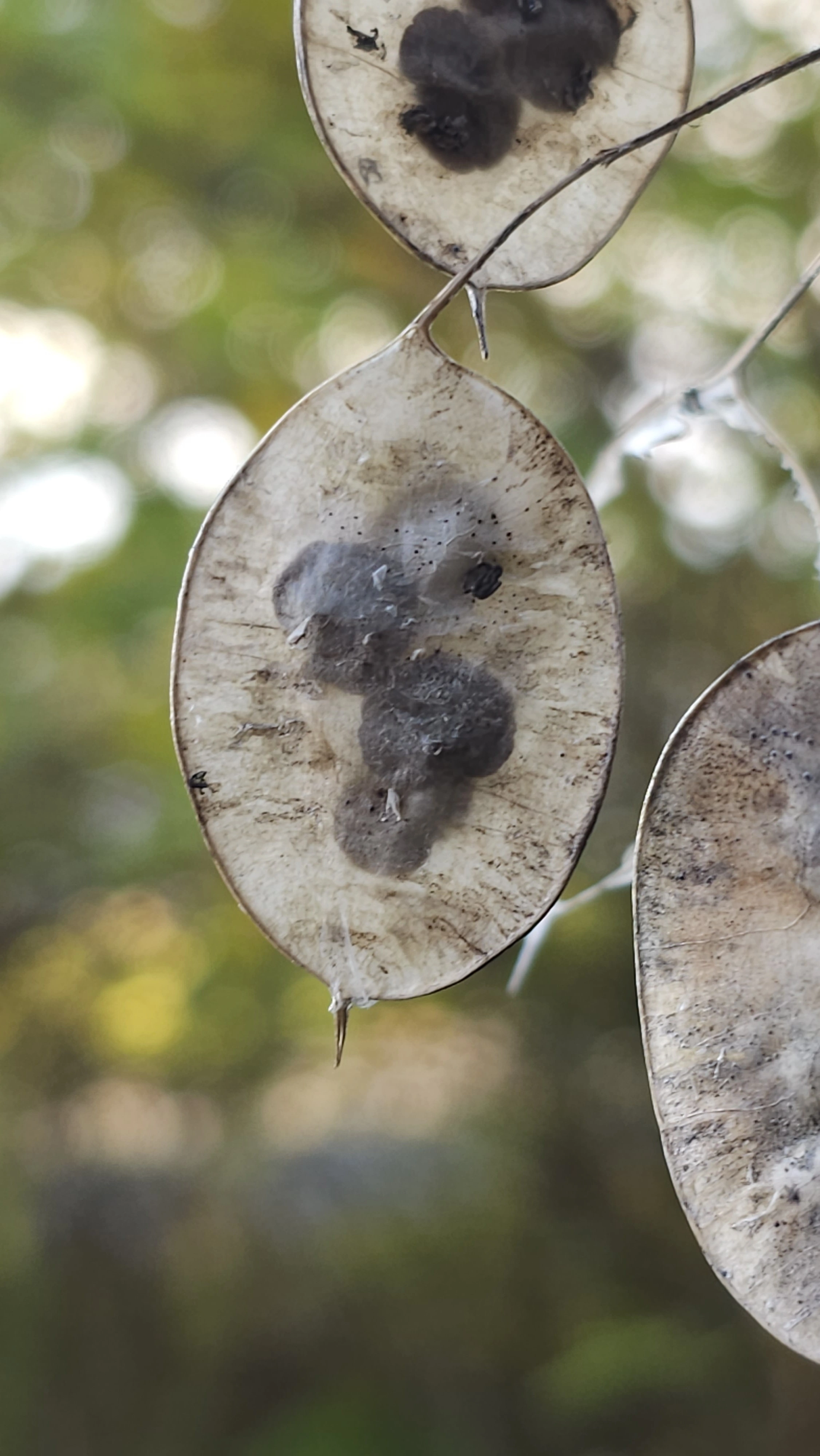 : Lunaria annua.