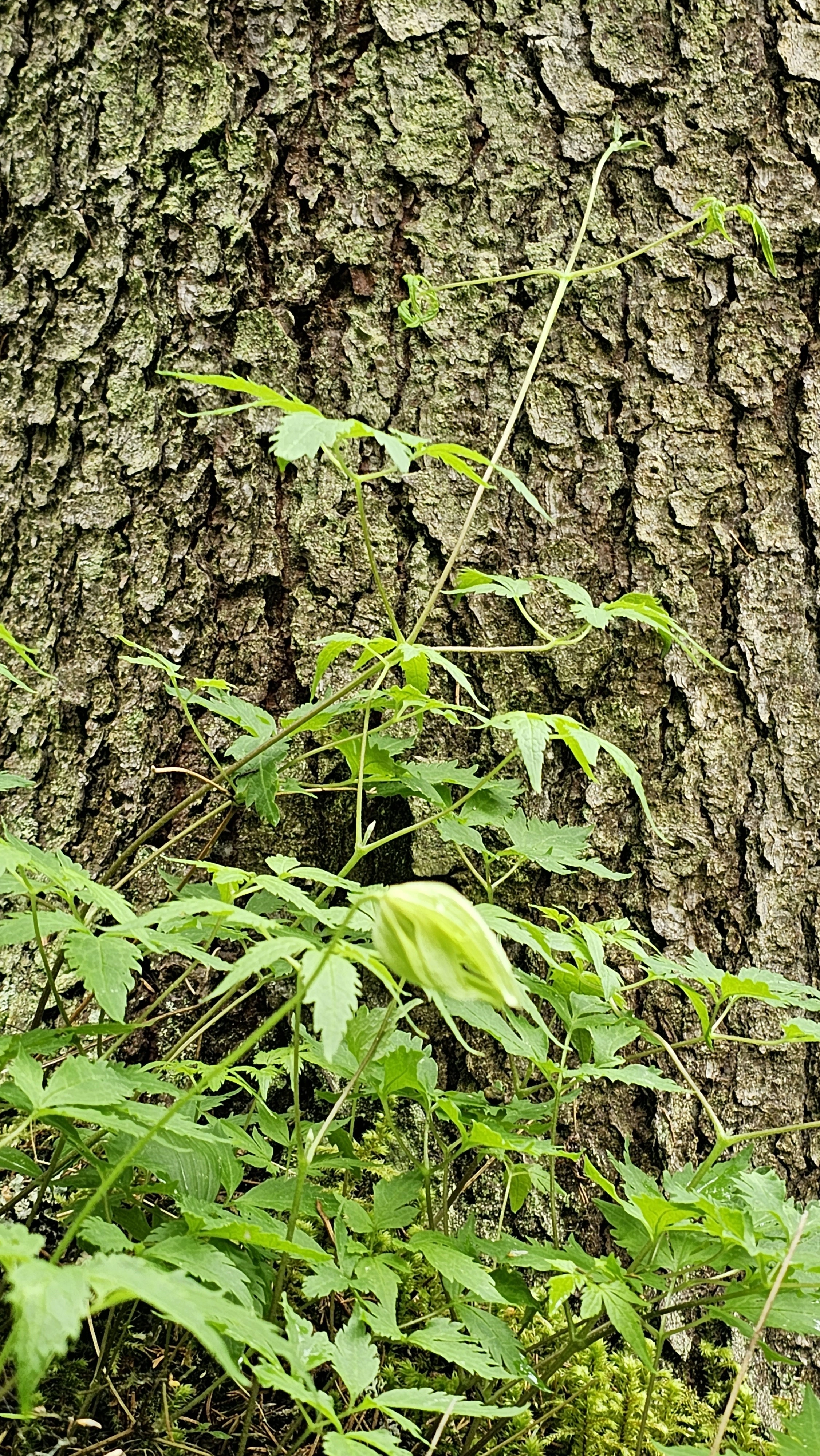 : Clematis sibirica.