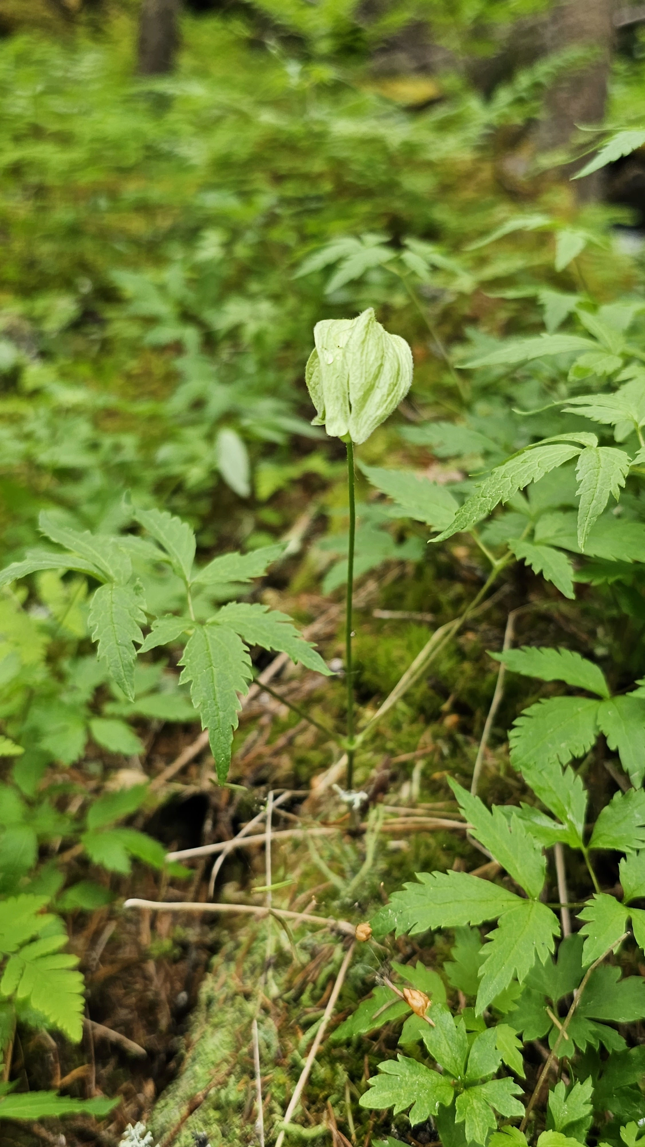 : Clematis sibirica.