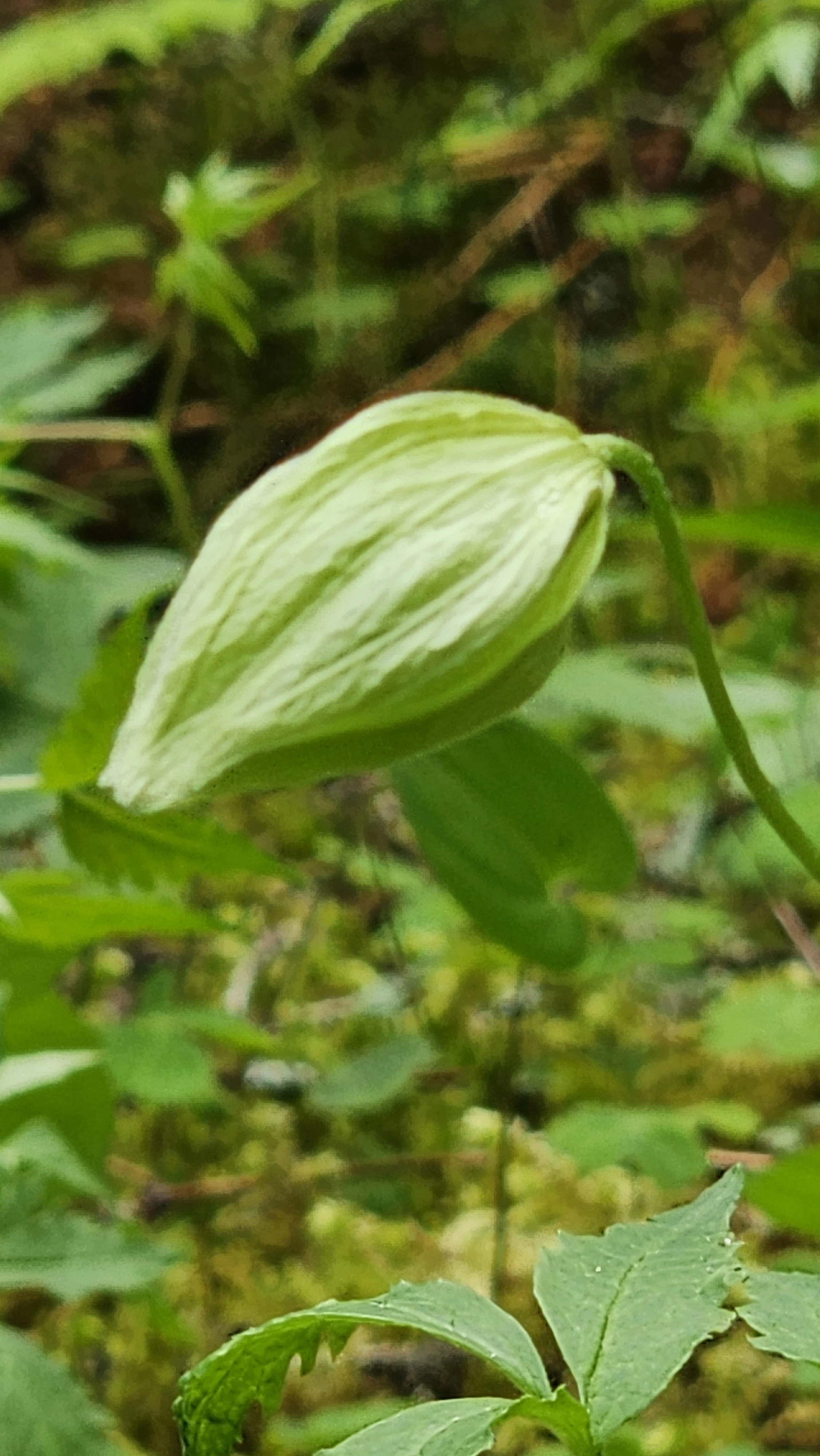 : Clematis sibirica.